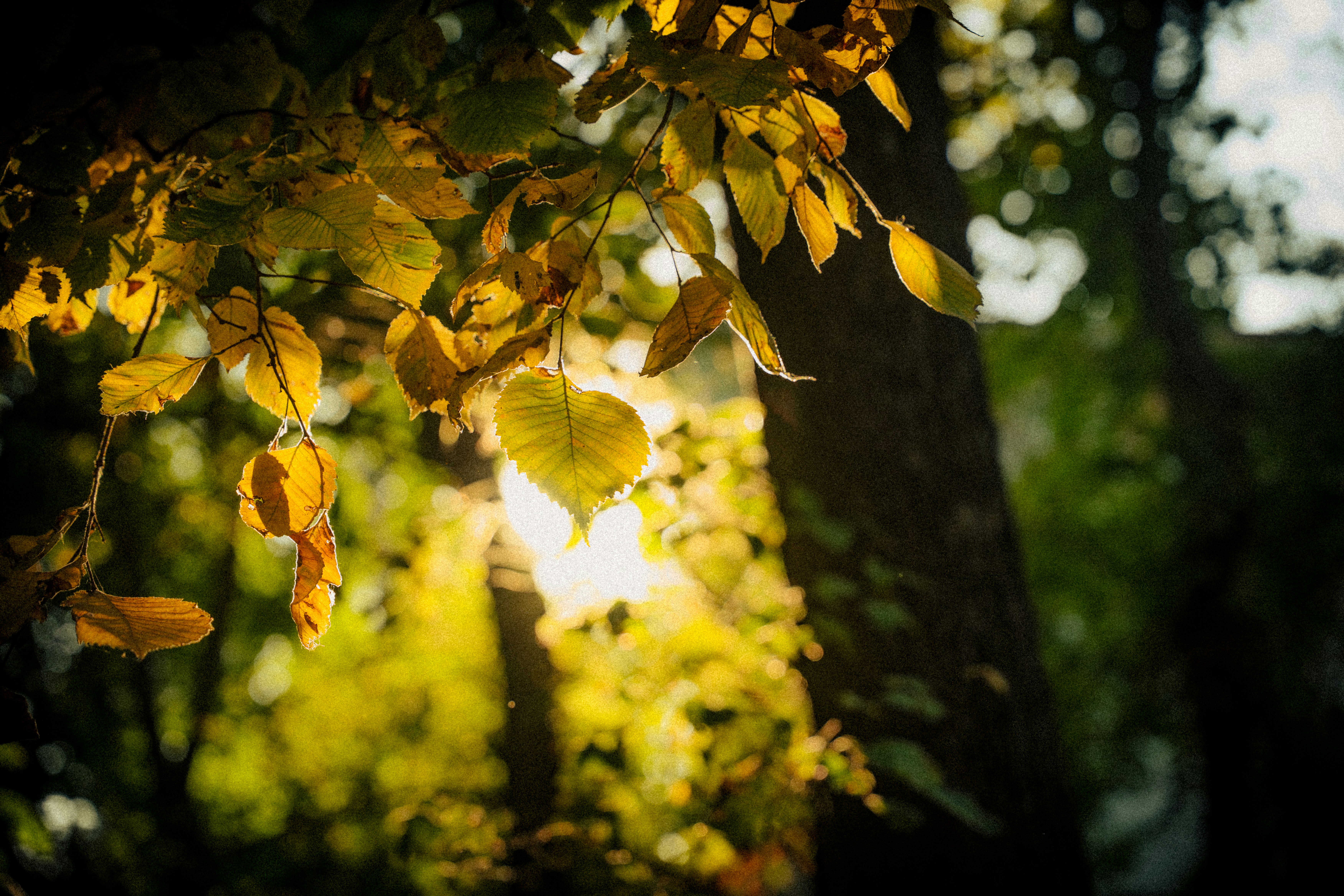 Photo by samoyedness