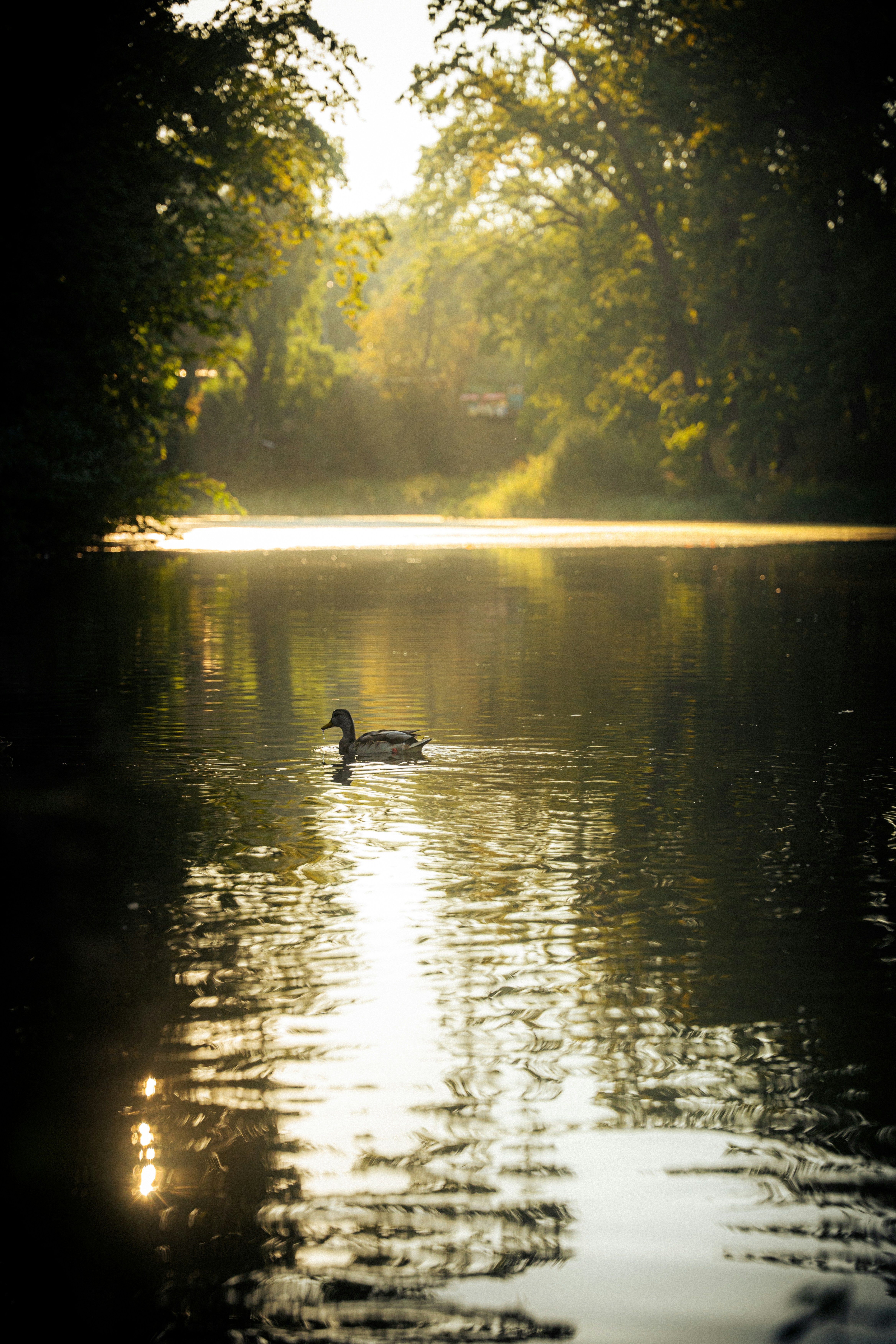 Photo by samoyedness