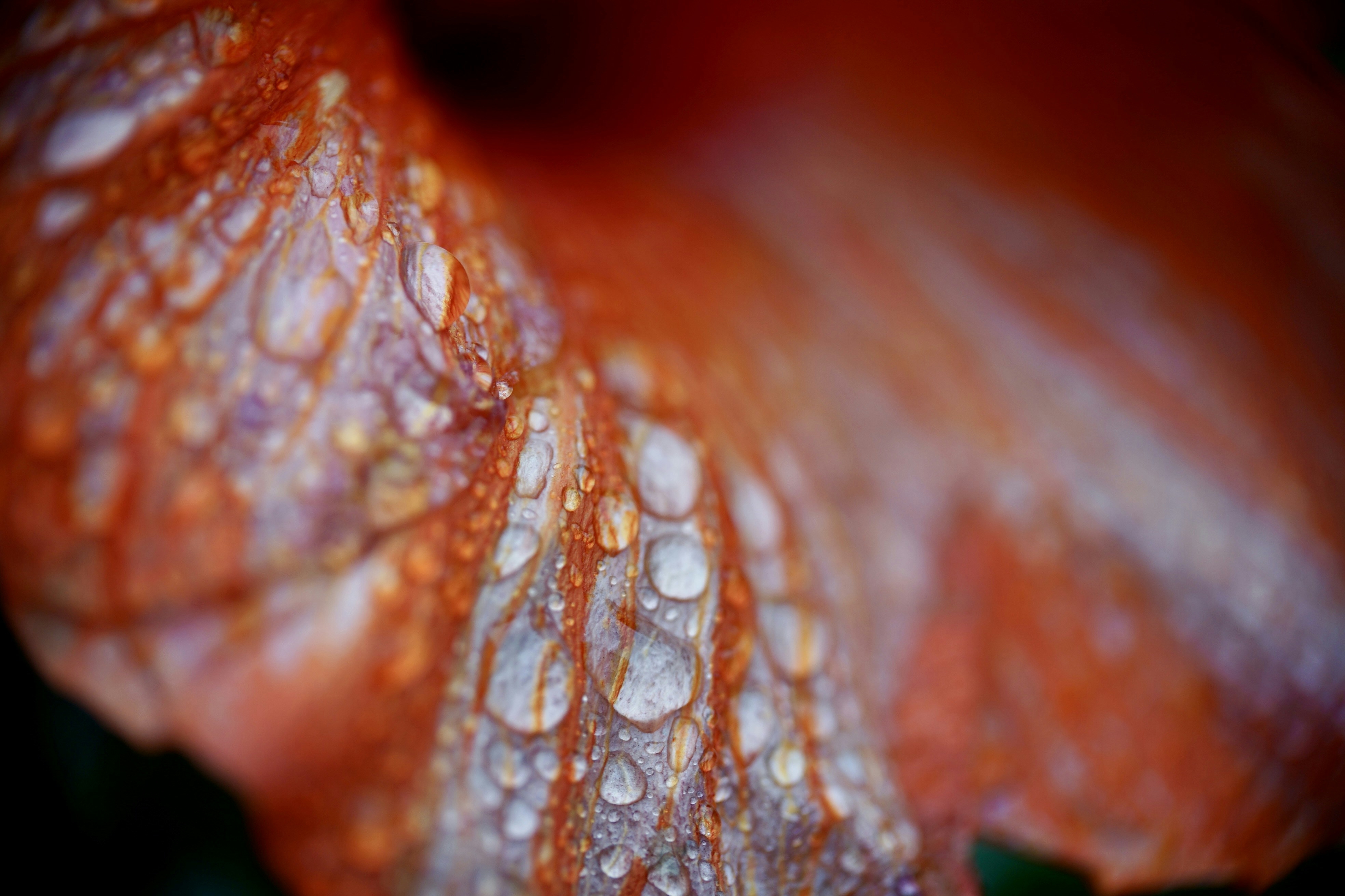 Photo by hannahslensphotography