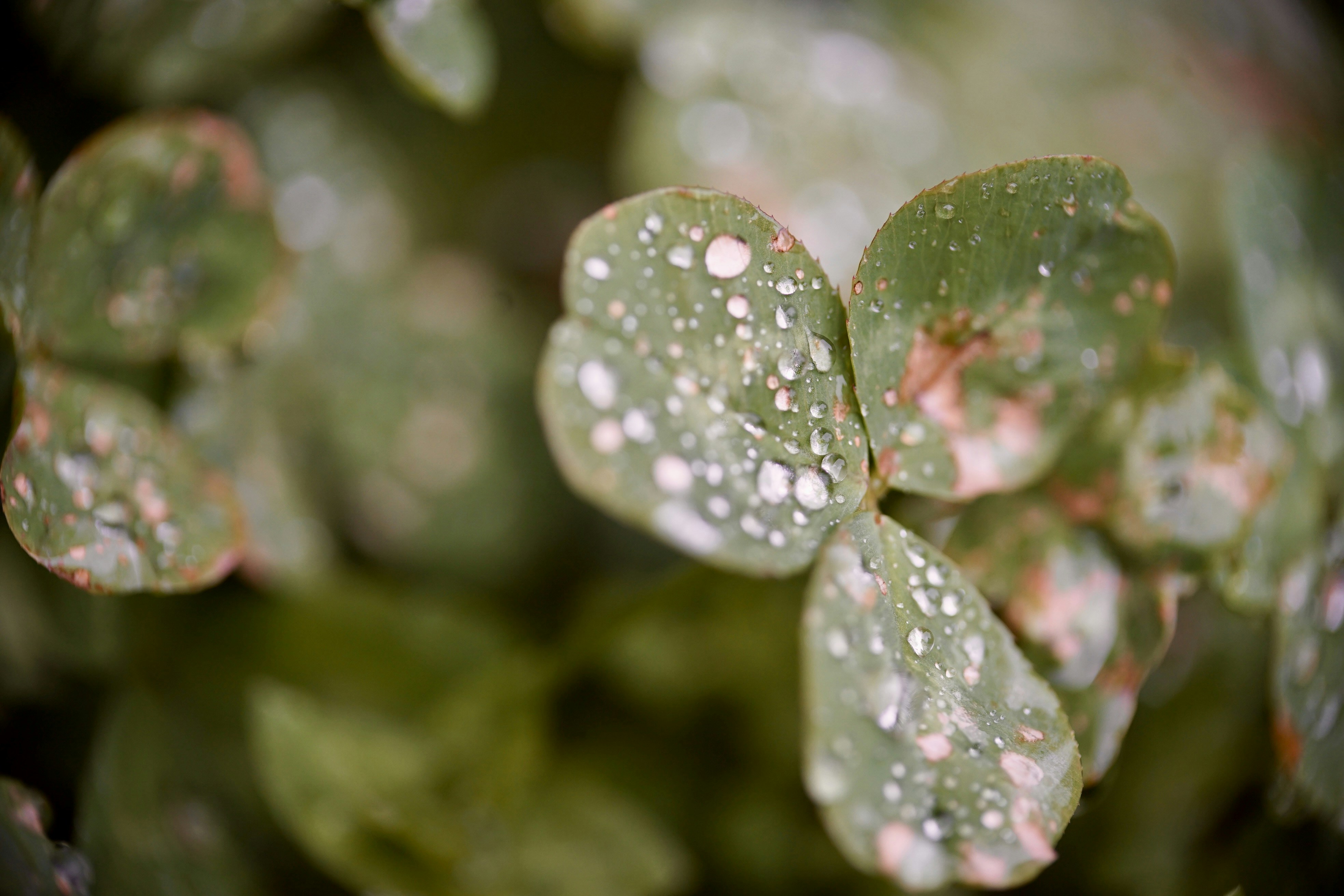 Photo by hannahslensphotography