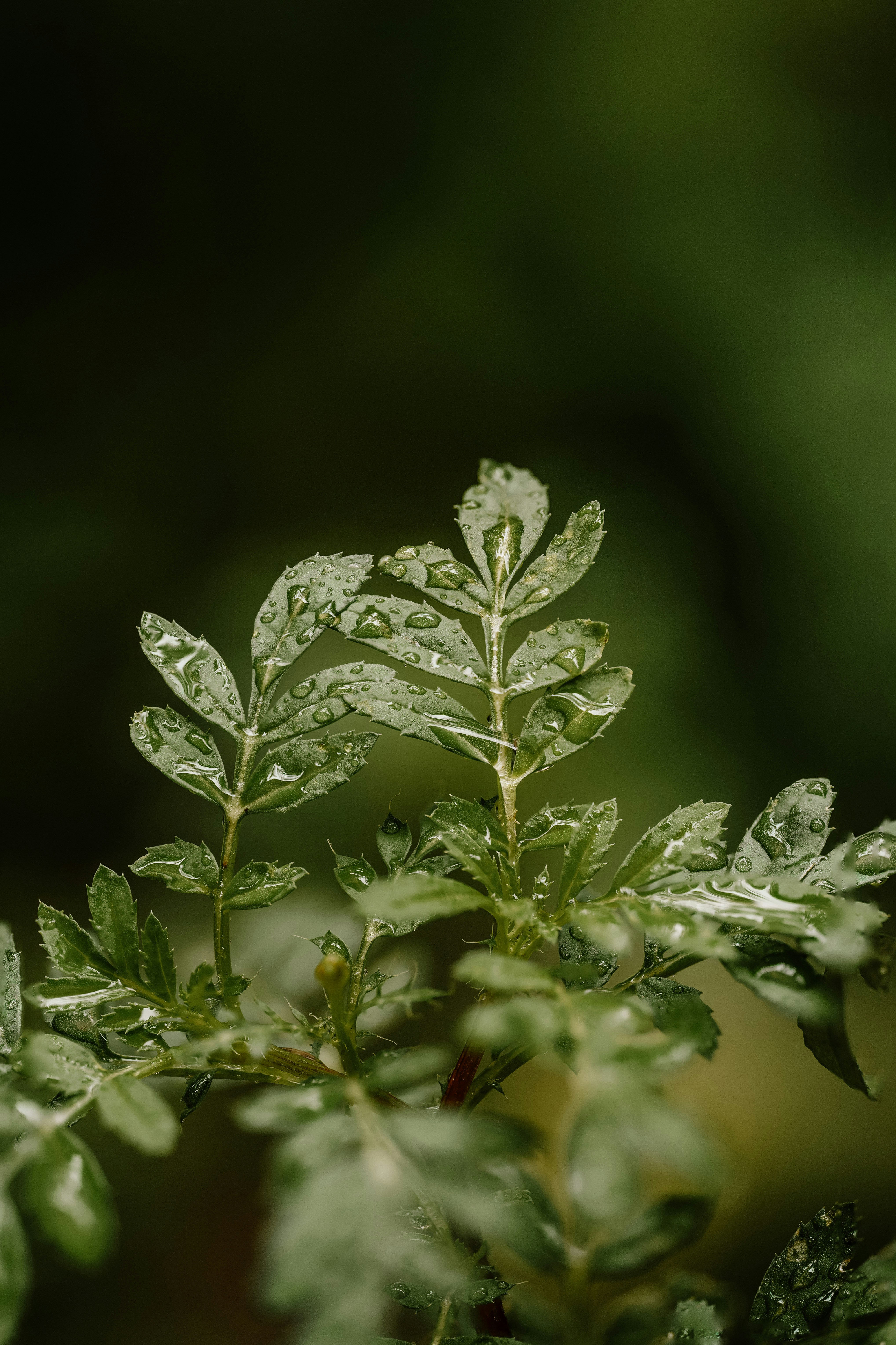 Photo by hameedtalebi