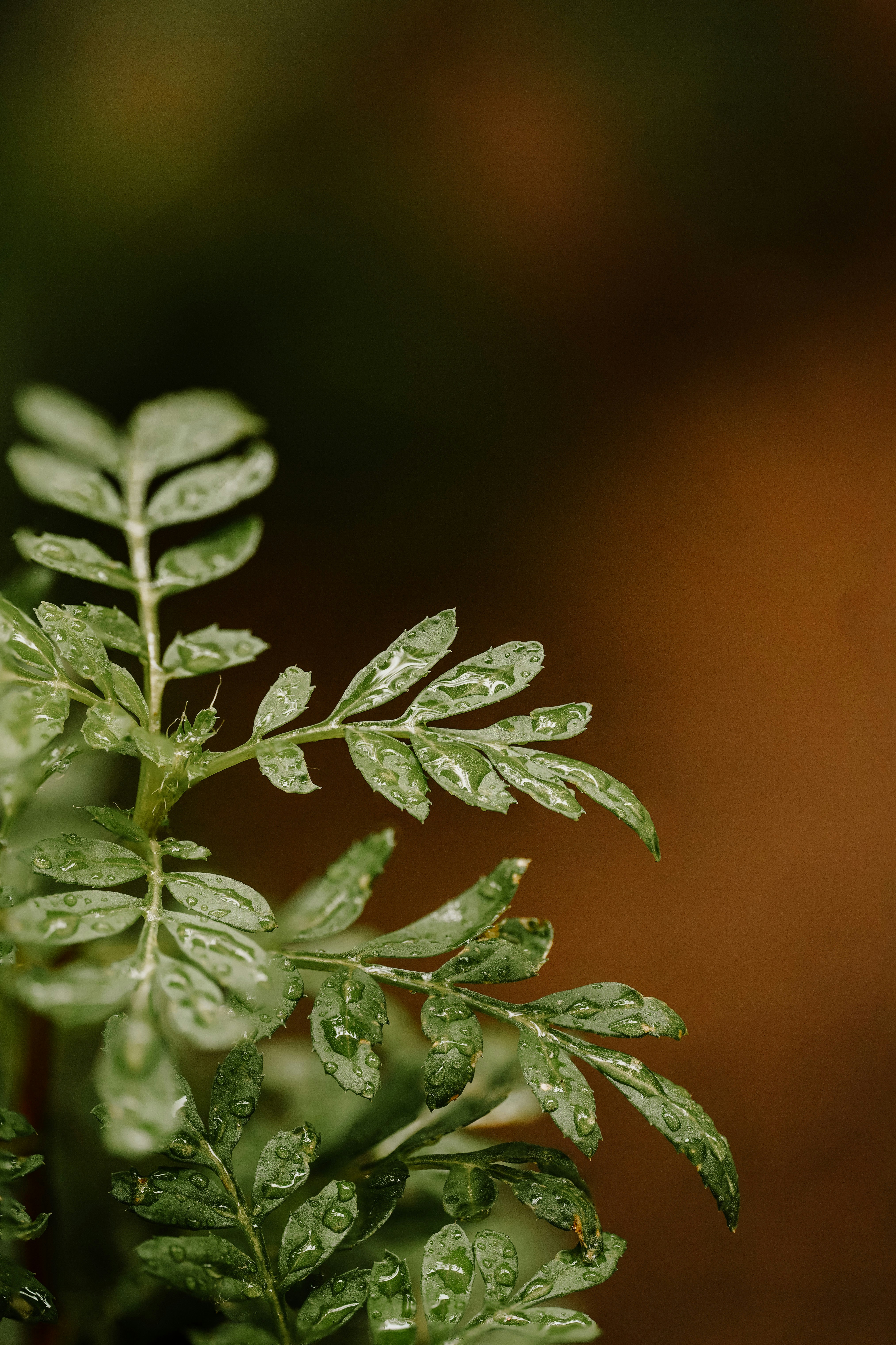 Photo by hameedtalebi