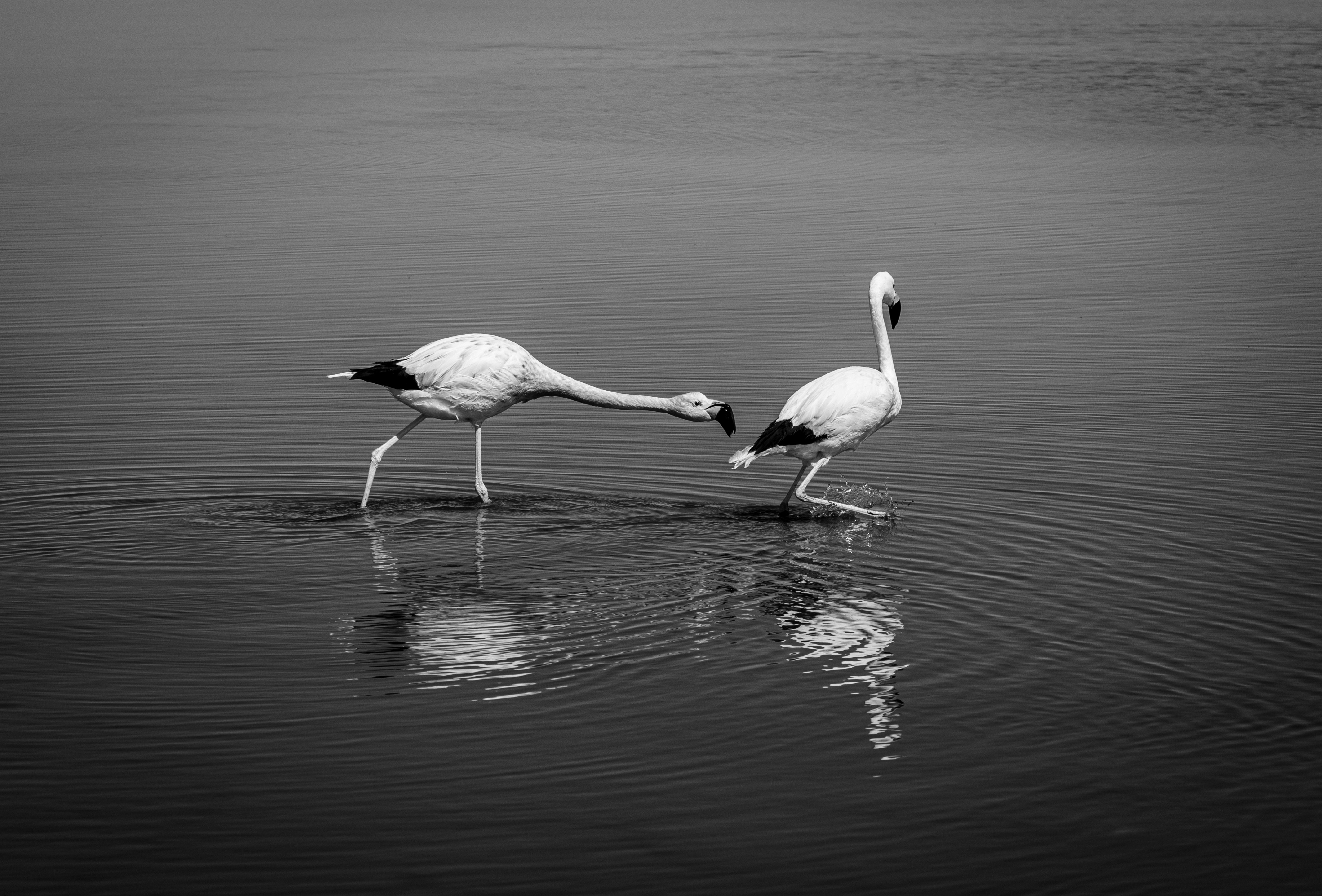 Photo by viajeenparacaidas