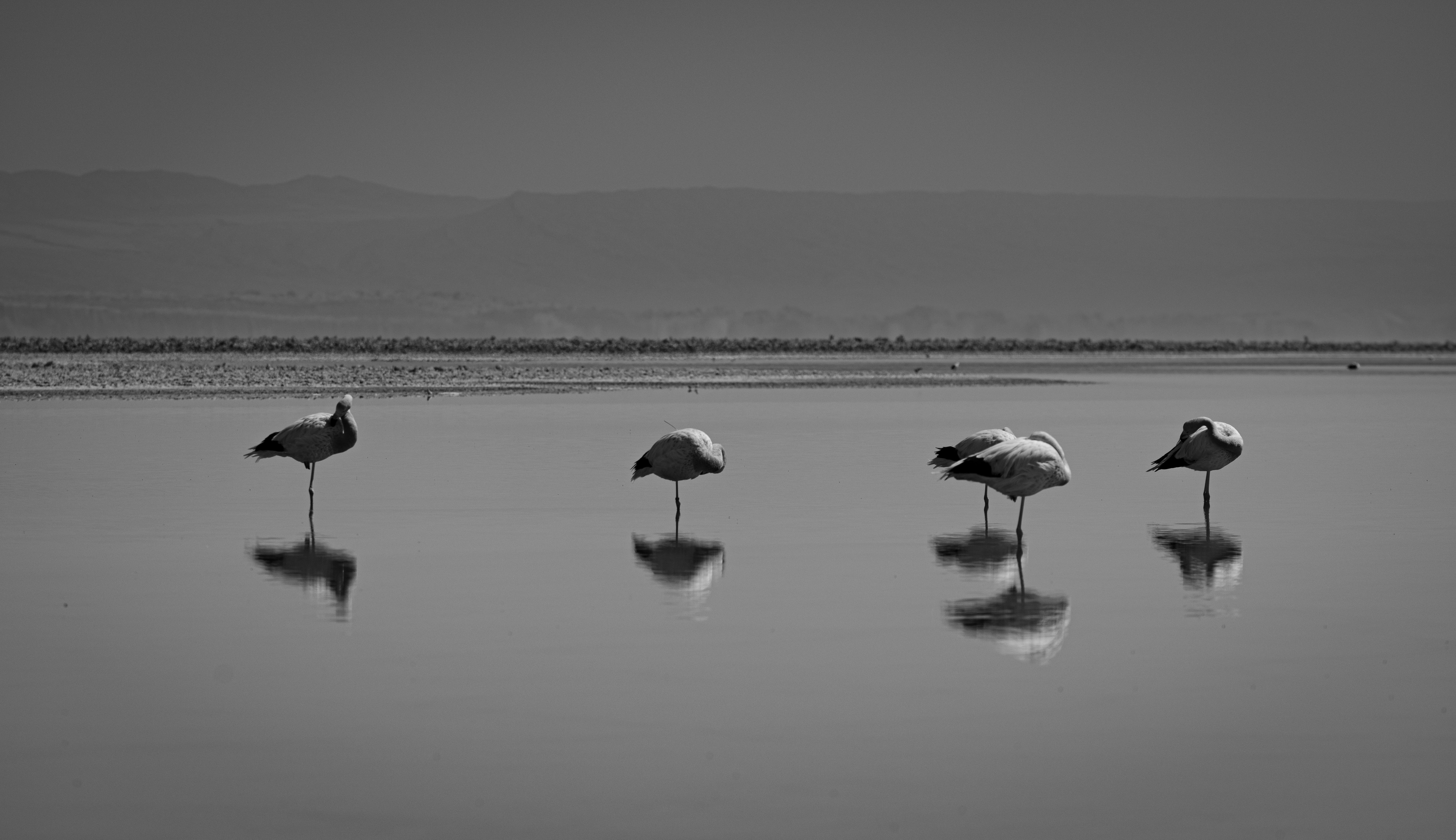 A group of birds standing on top of a body of water