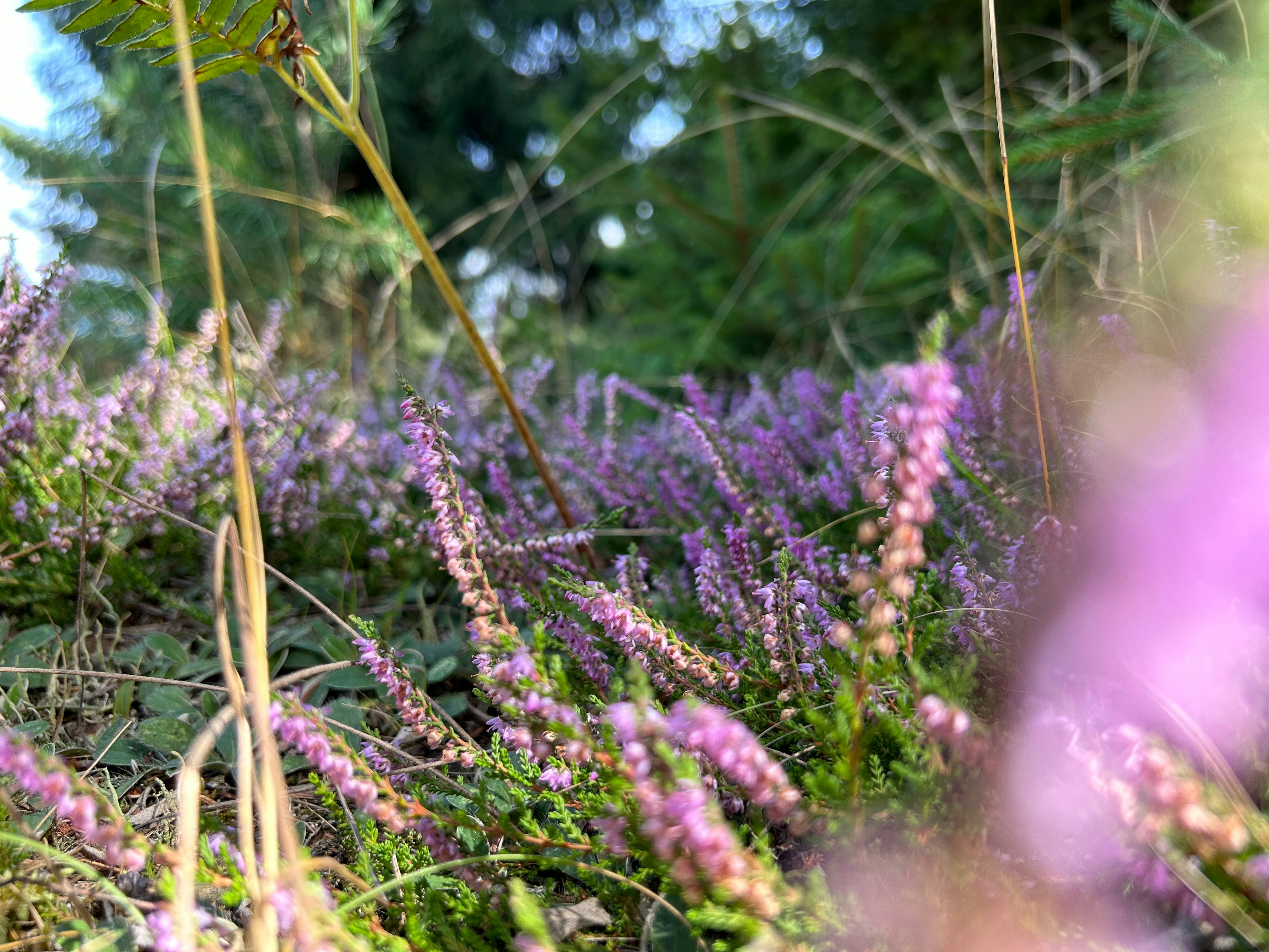 Photo by peterdruska