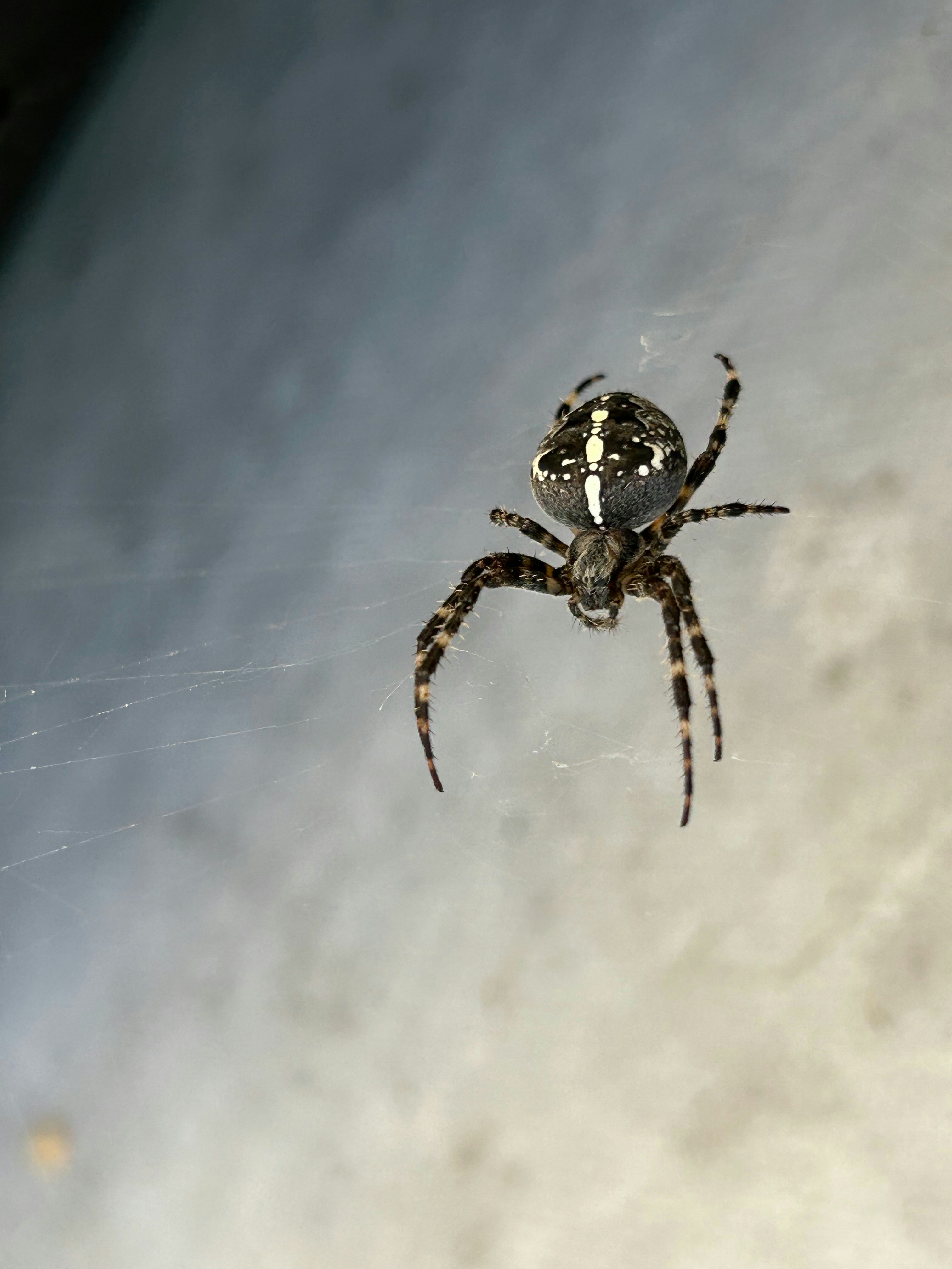 Photo by peterdruska