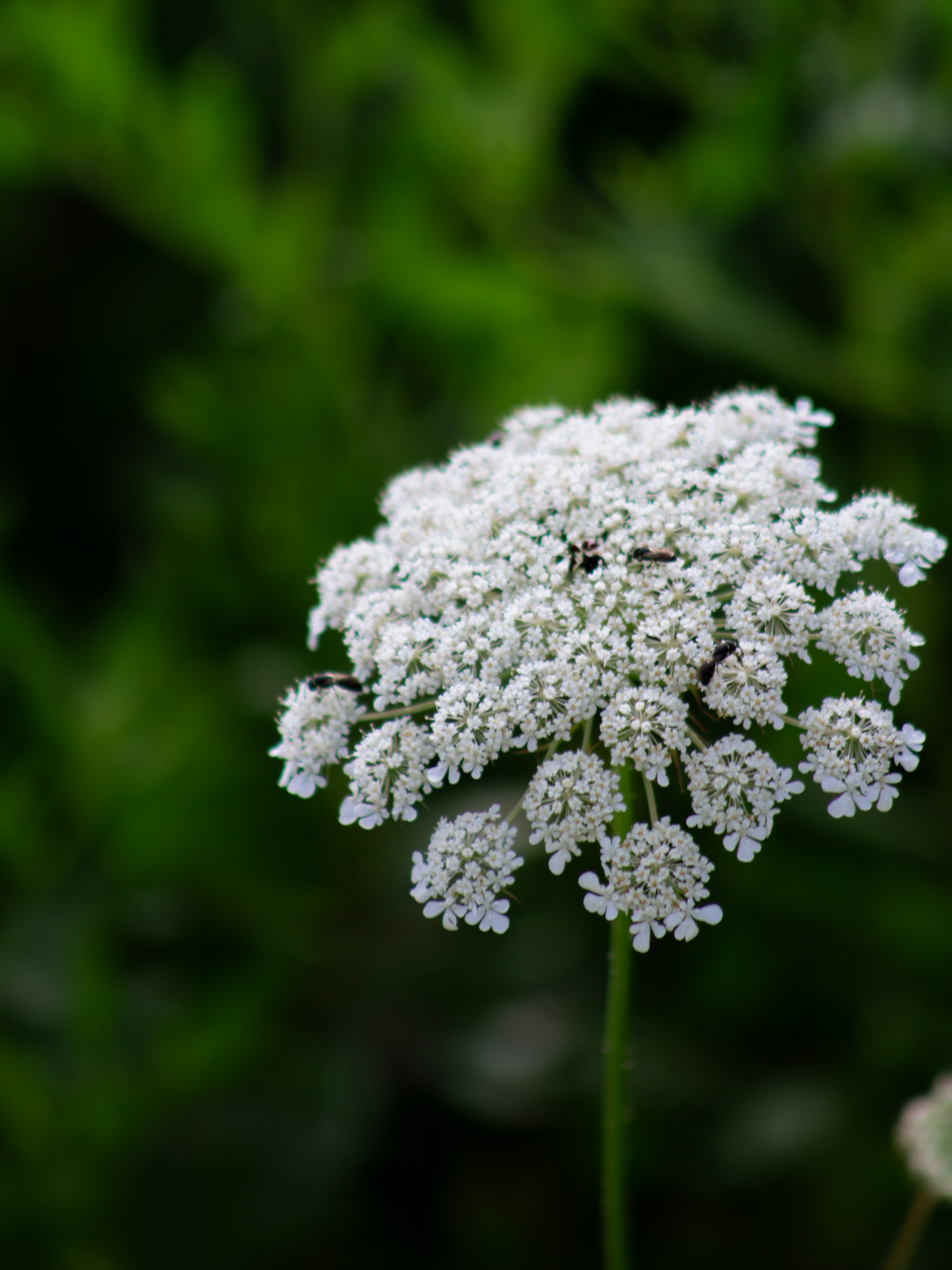 Photo by charlysey278