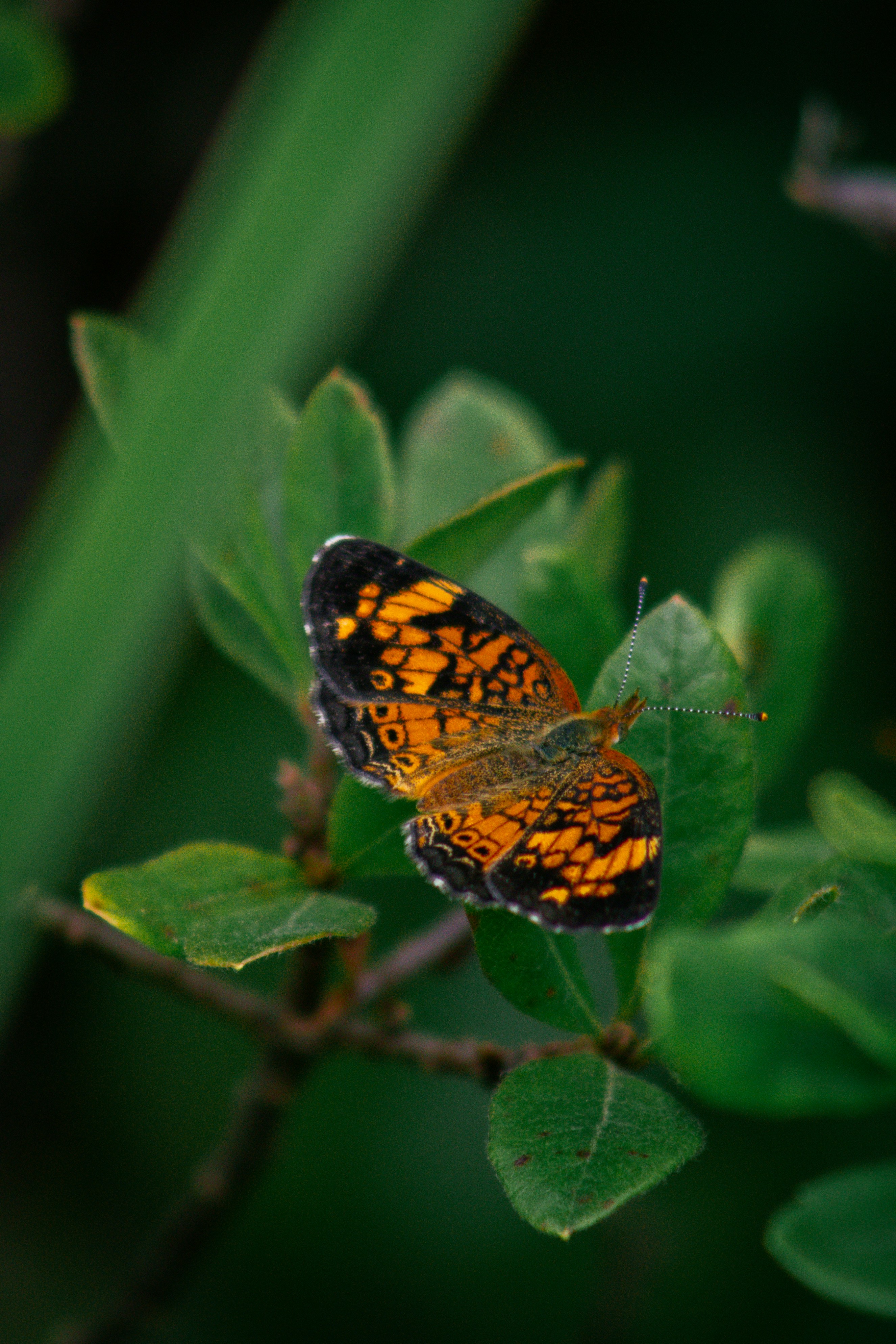 Photo by charlysey278