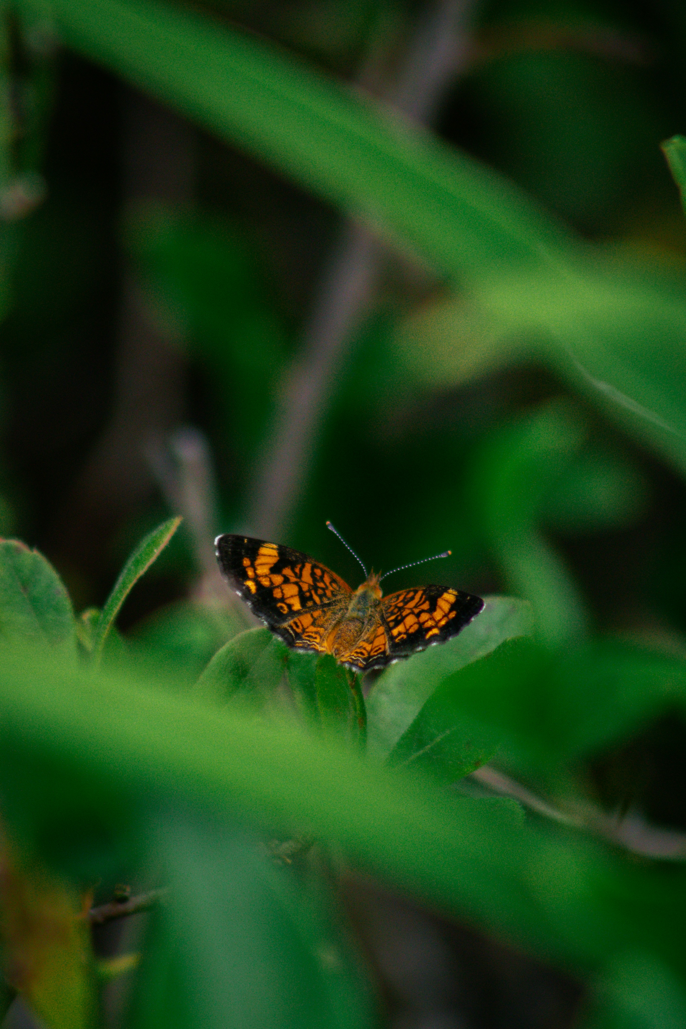 Photo by charlysey278