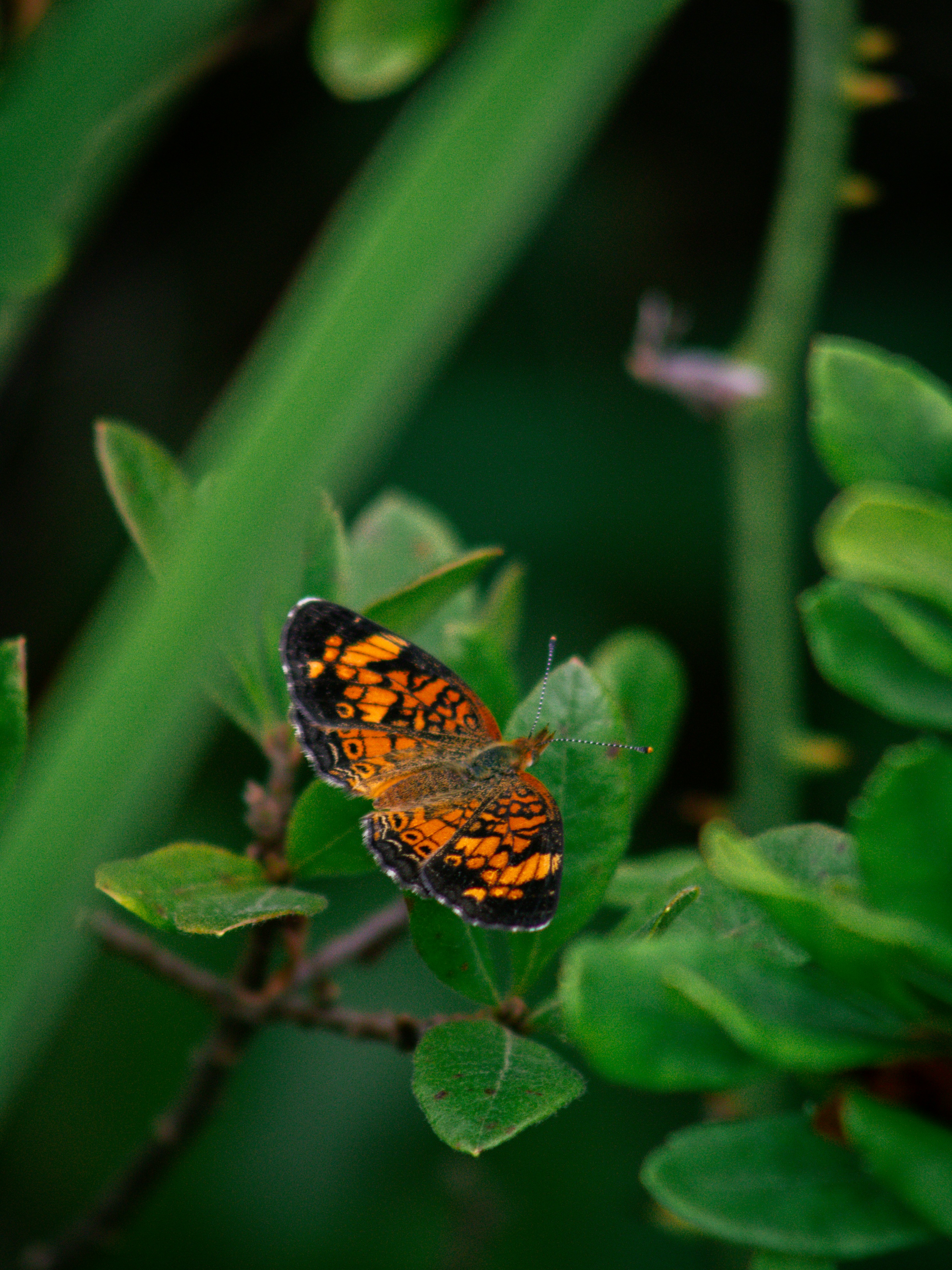 Photo by charlysey278