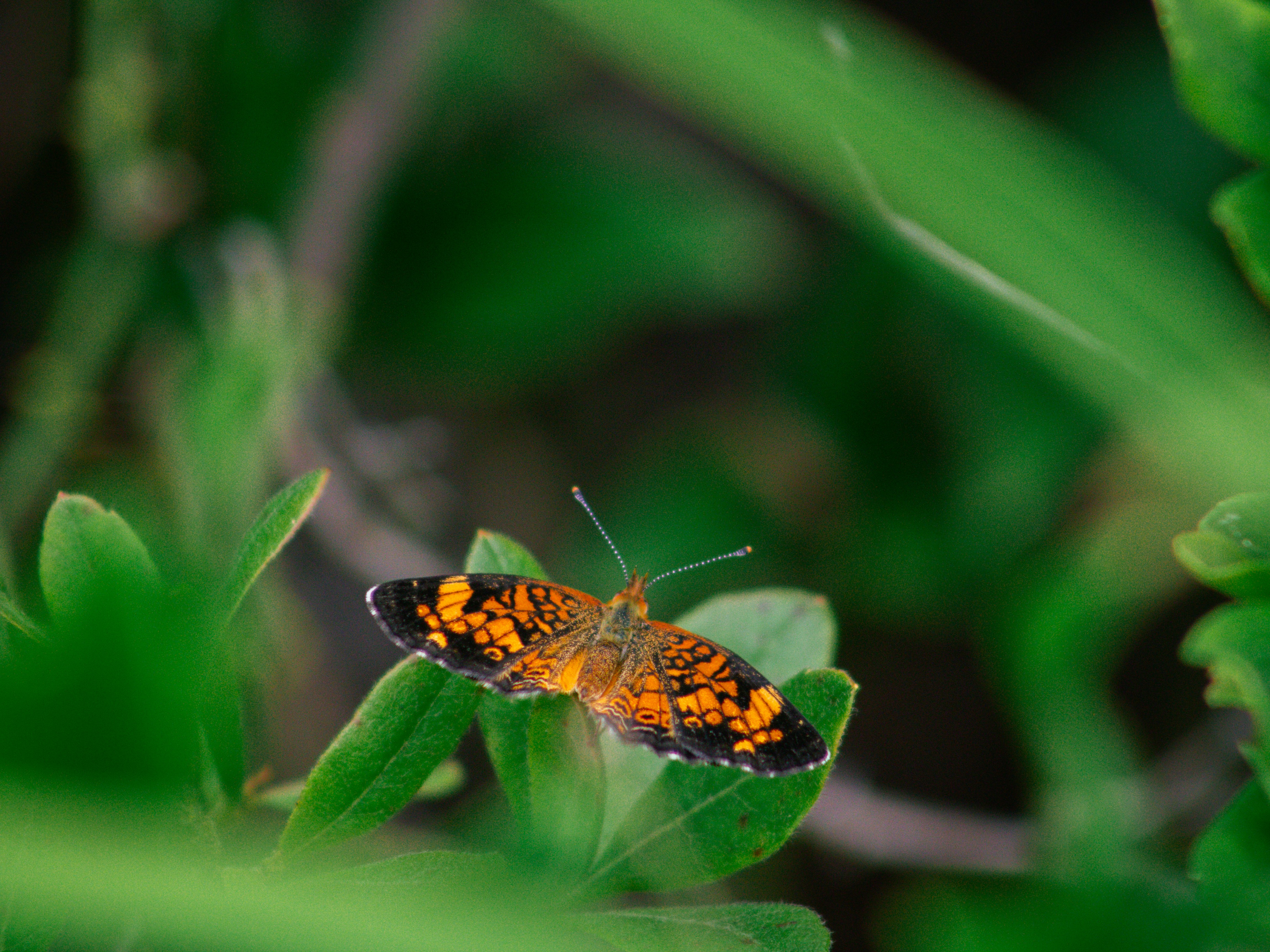 Photo by charlysey278