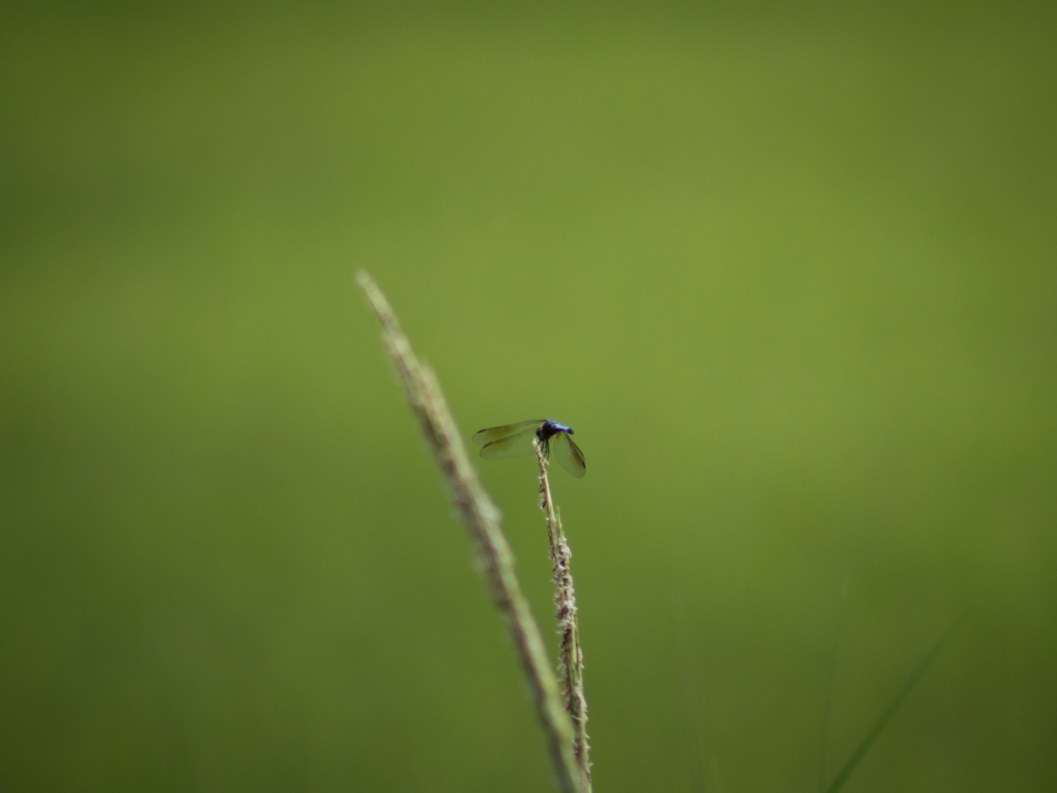Photo by charlysey278