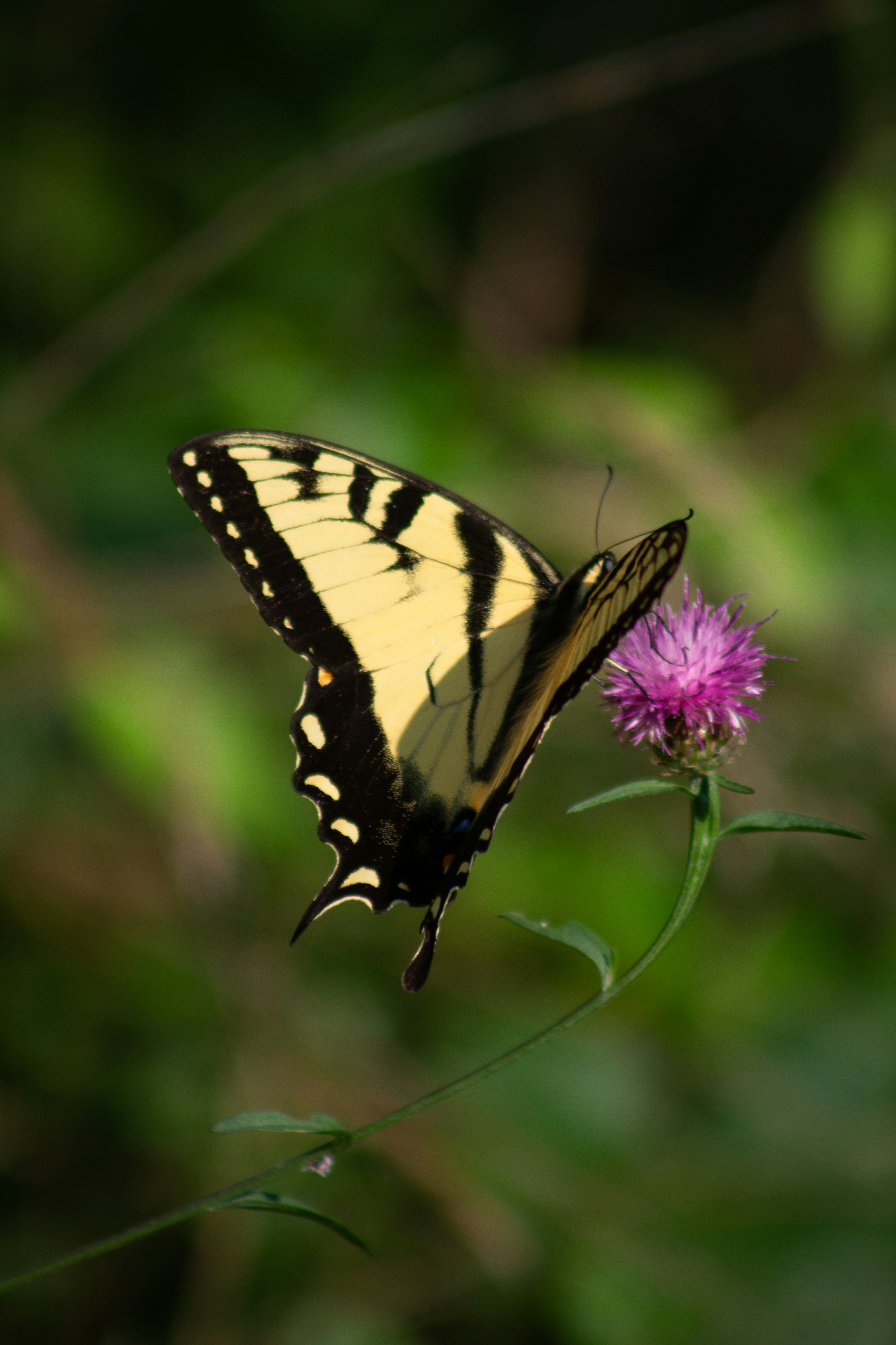 Photo by charlysey278