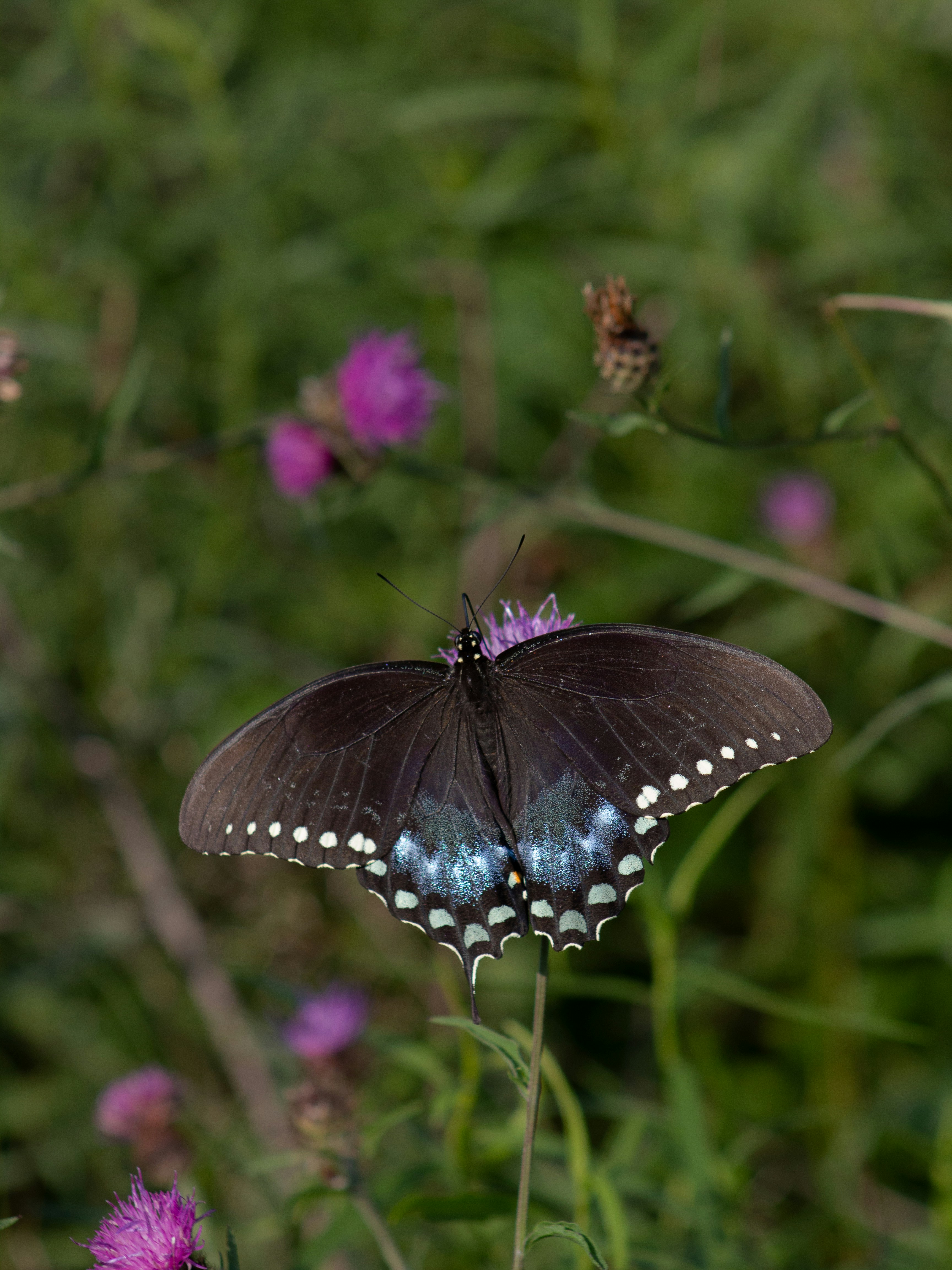 Photo by charlysey278