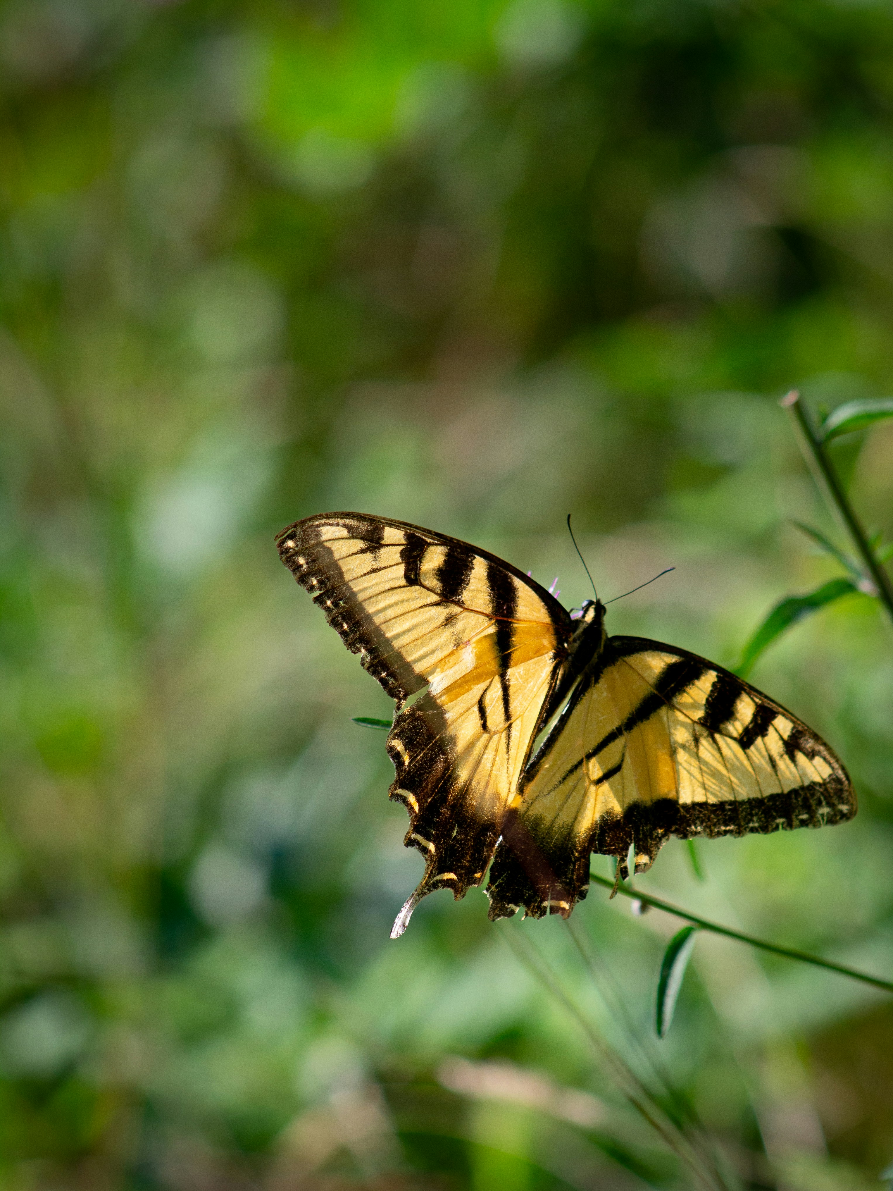 Photo by charlysey278