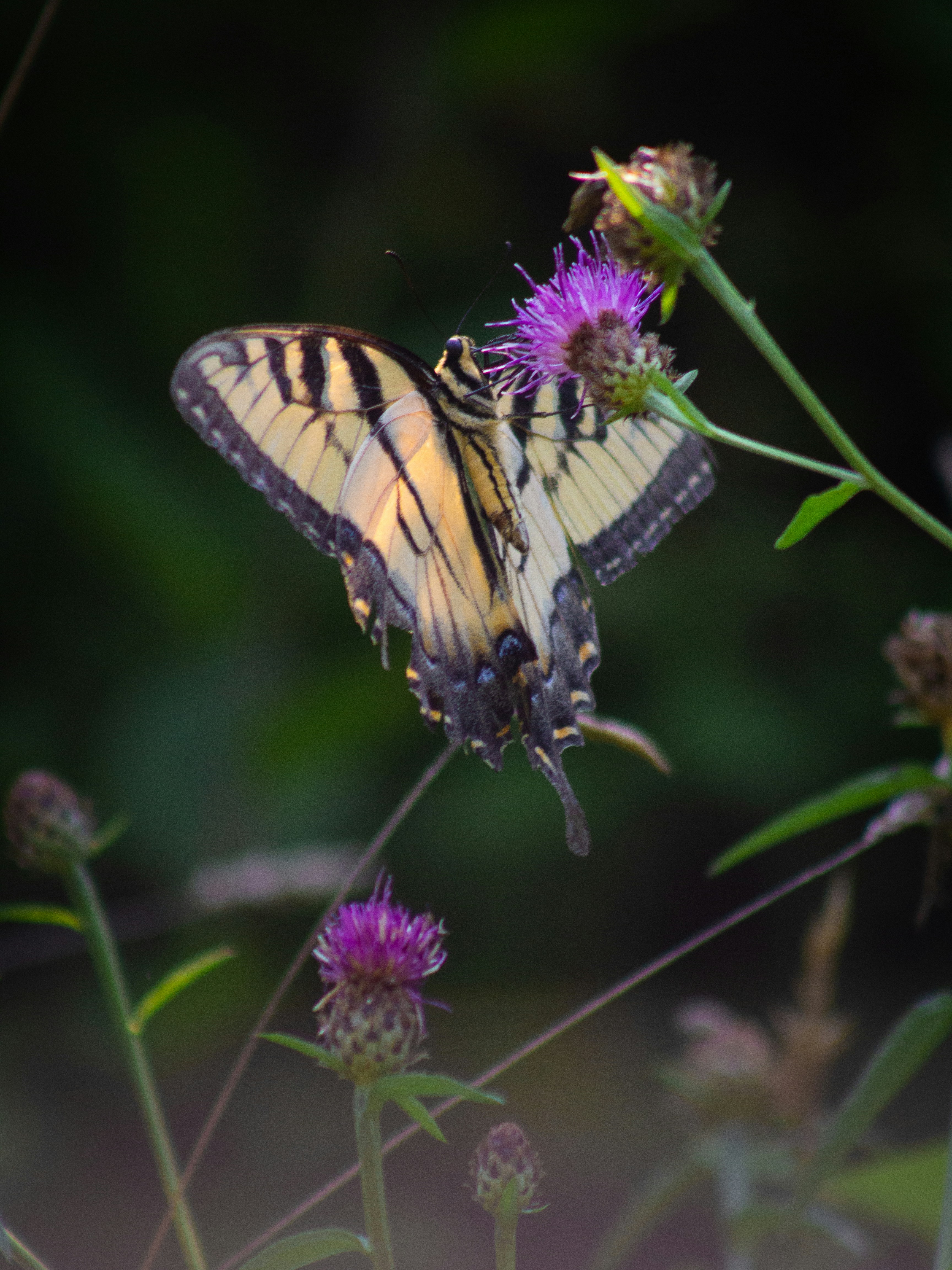 Photo by charlysey278