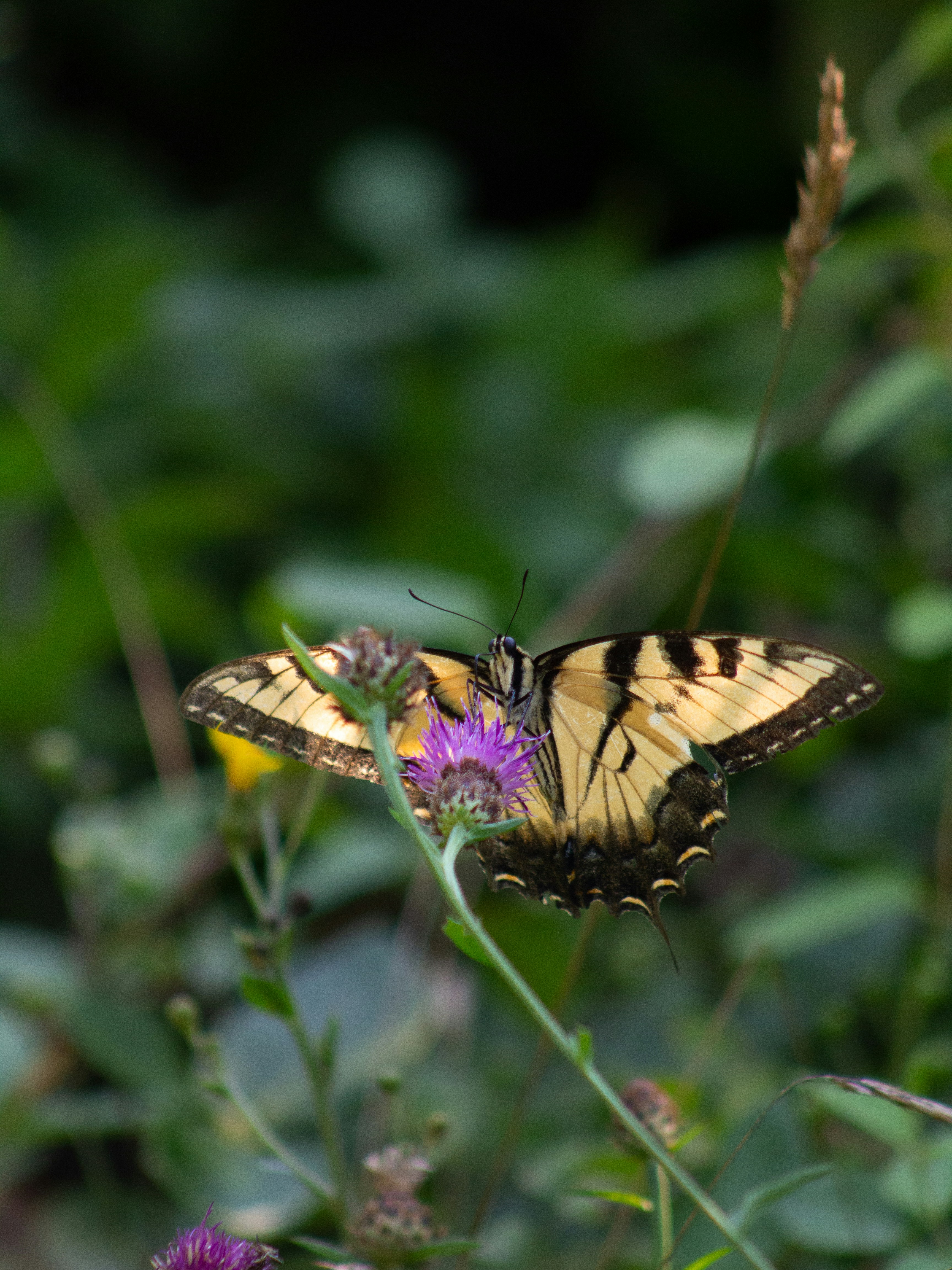 Photo by charlysey278