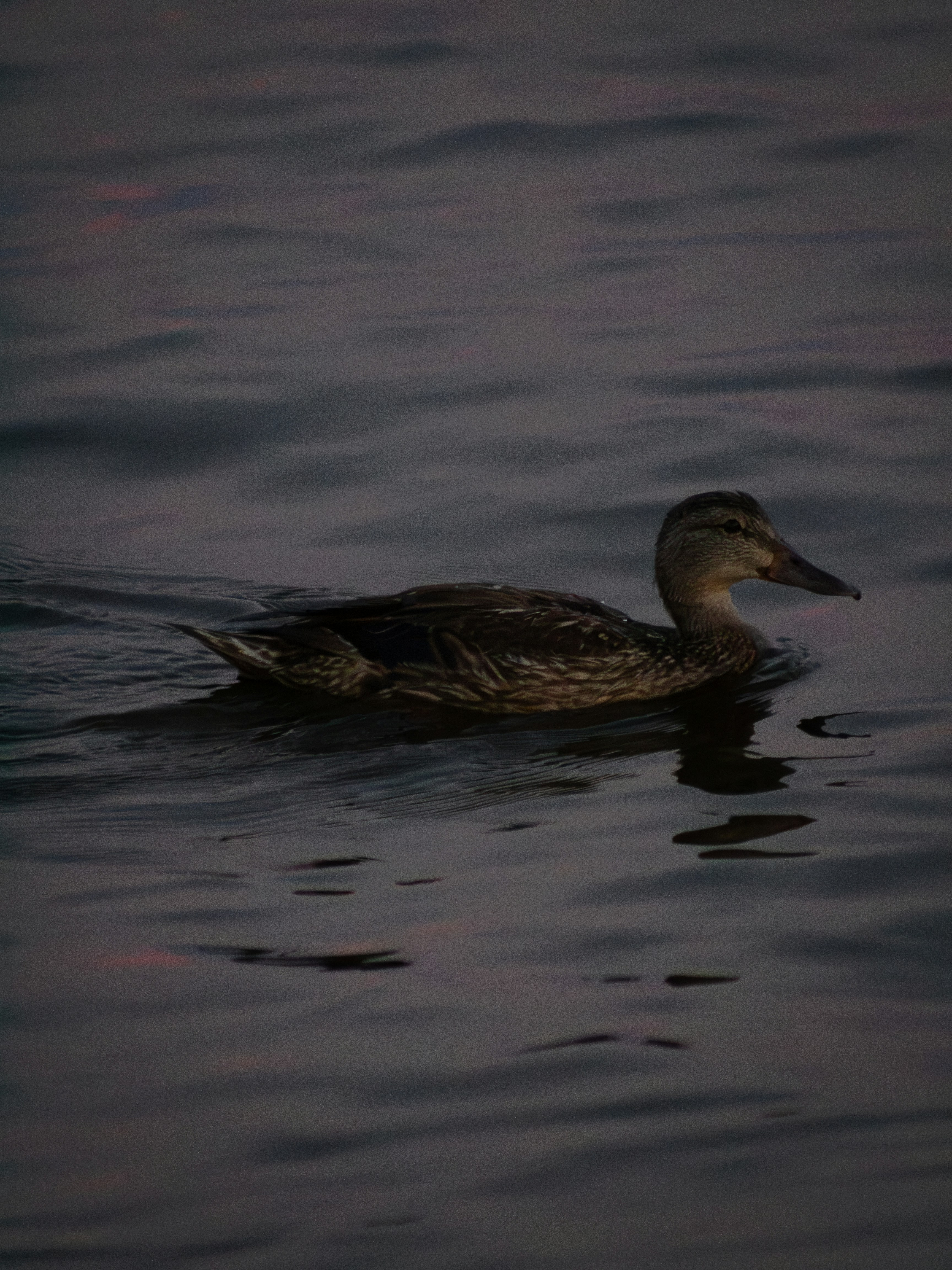 Photo by charlysey278