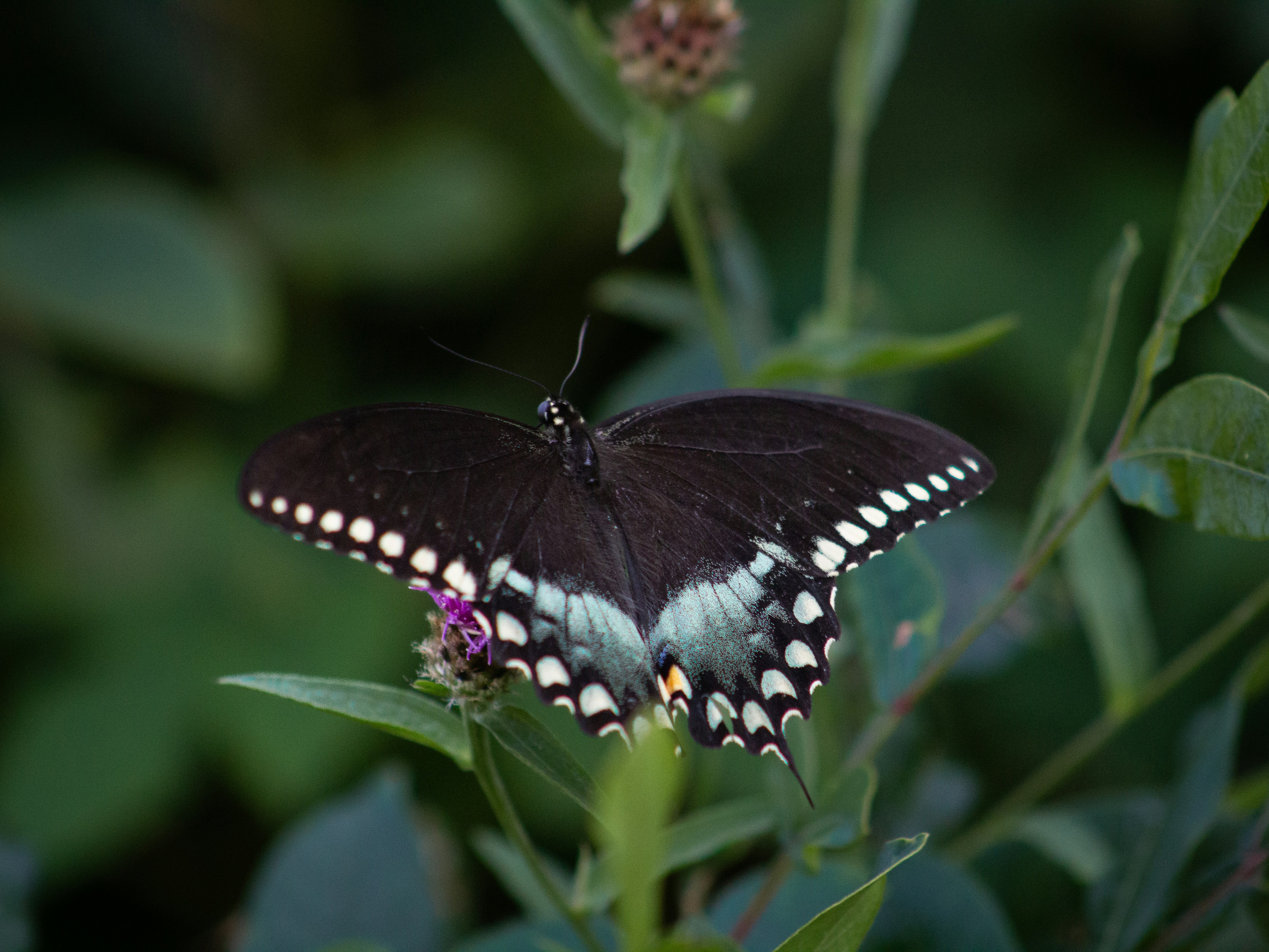 Photo by charlysey278