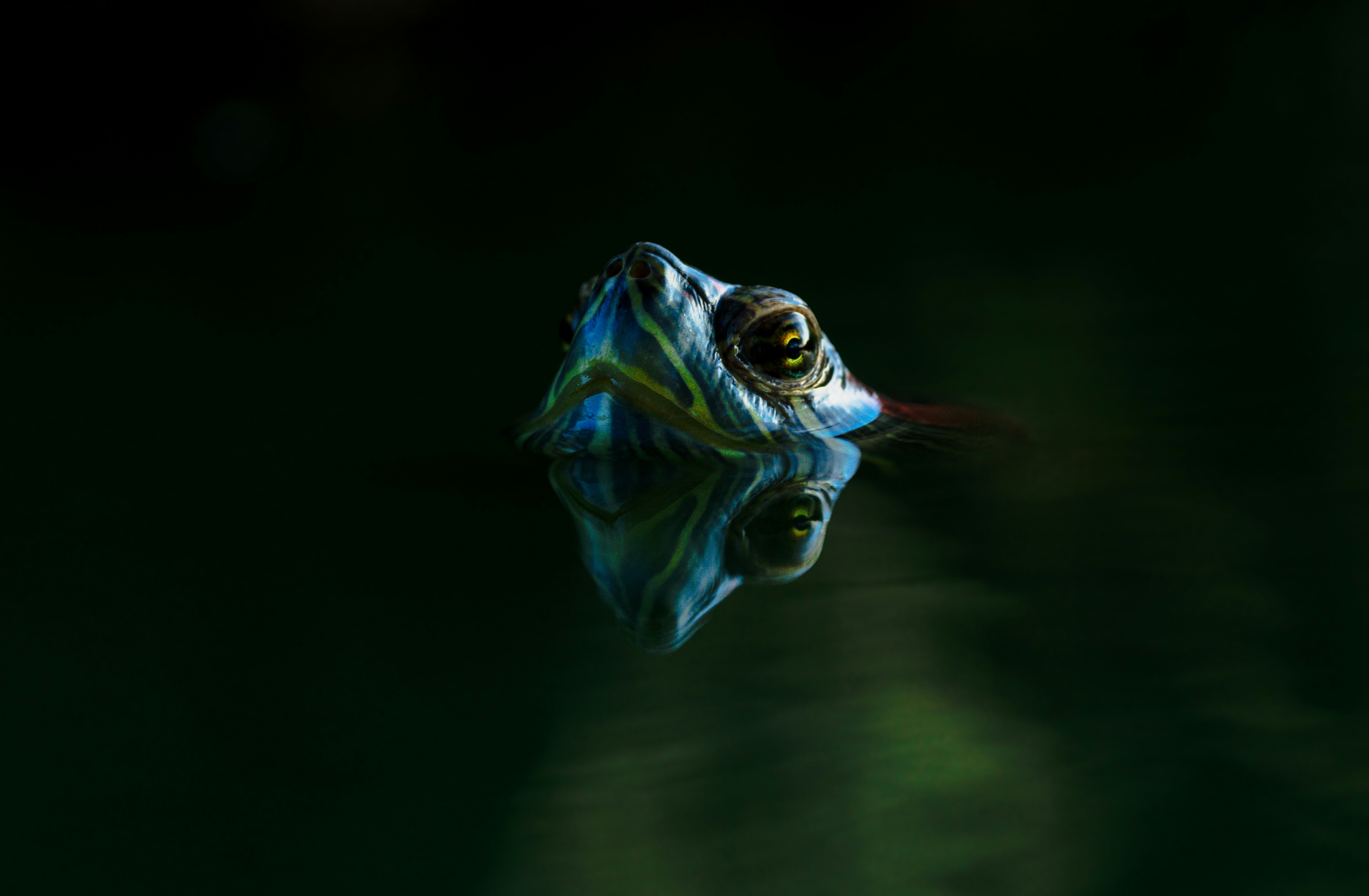 Photo by ggweddingphotographyaruba