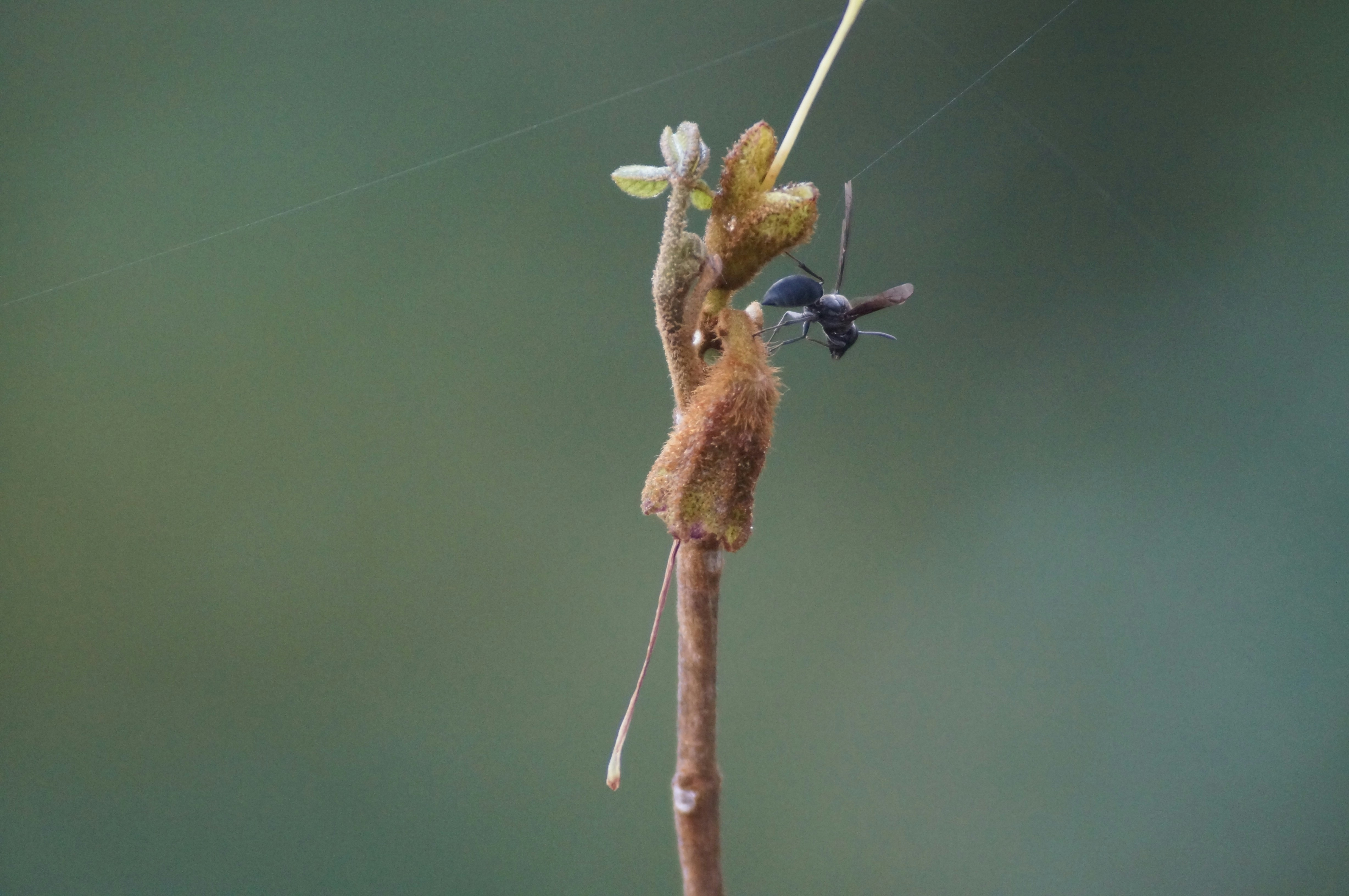 A close up of a plant with a bug on it