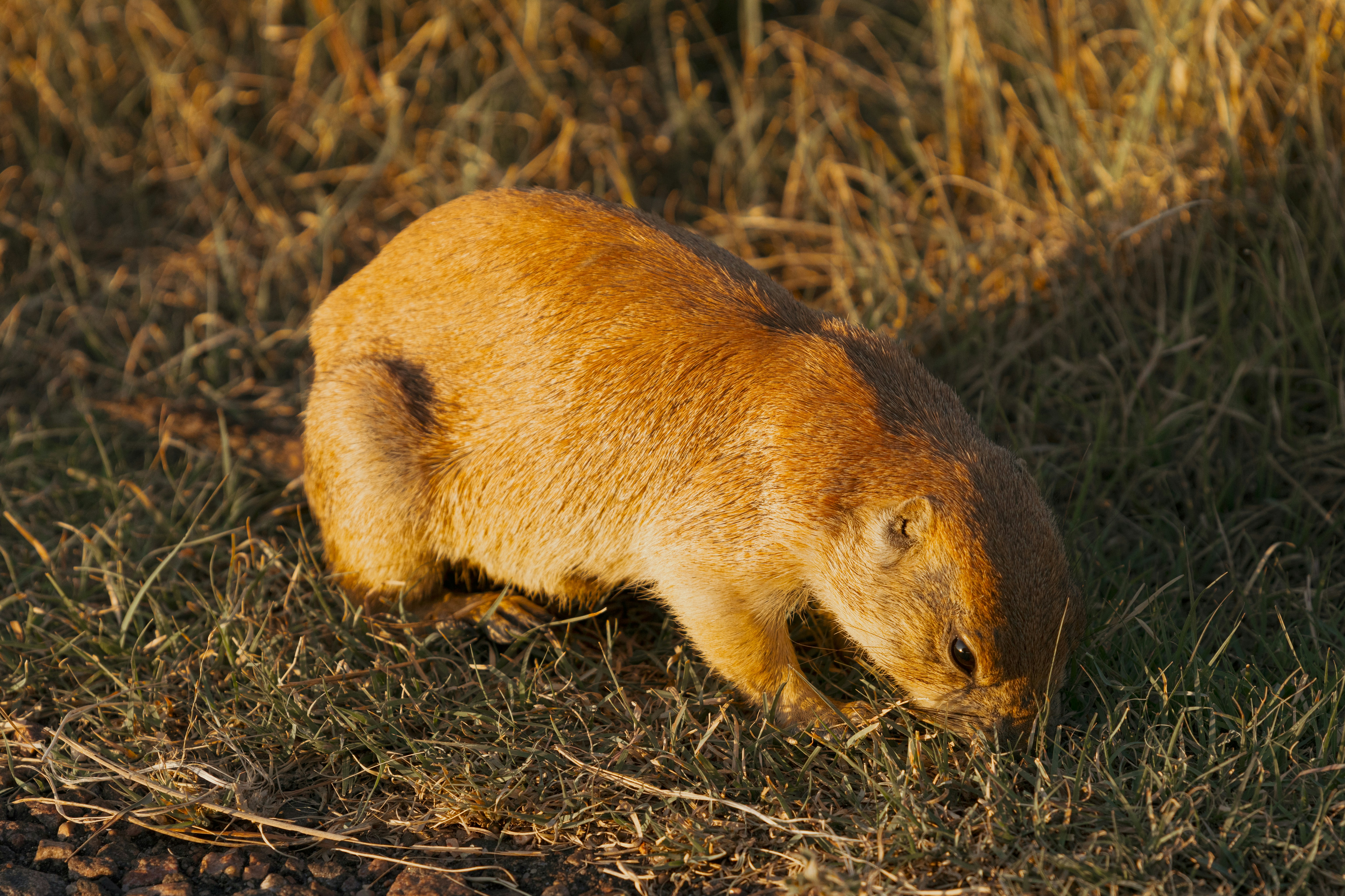 A small brown animal standing on top of a grass covered field