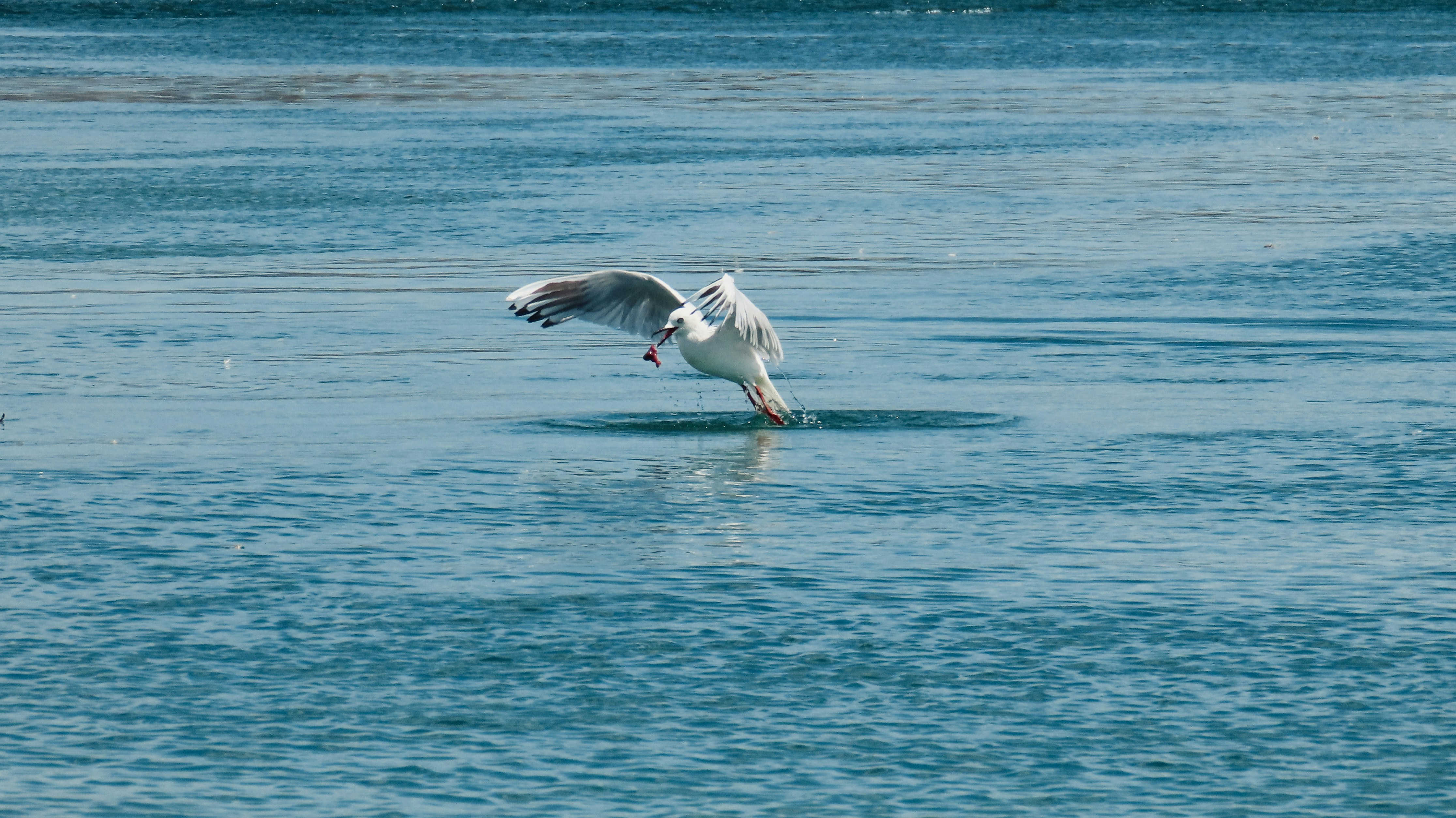 A seagull is standing in the shallow water