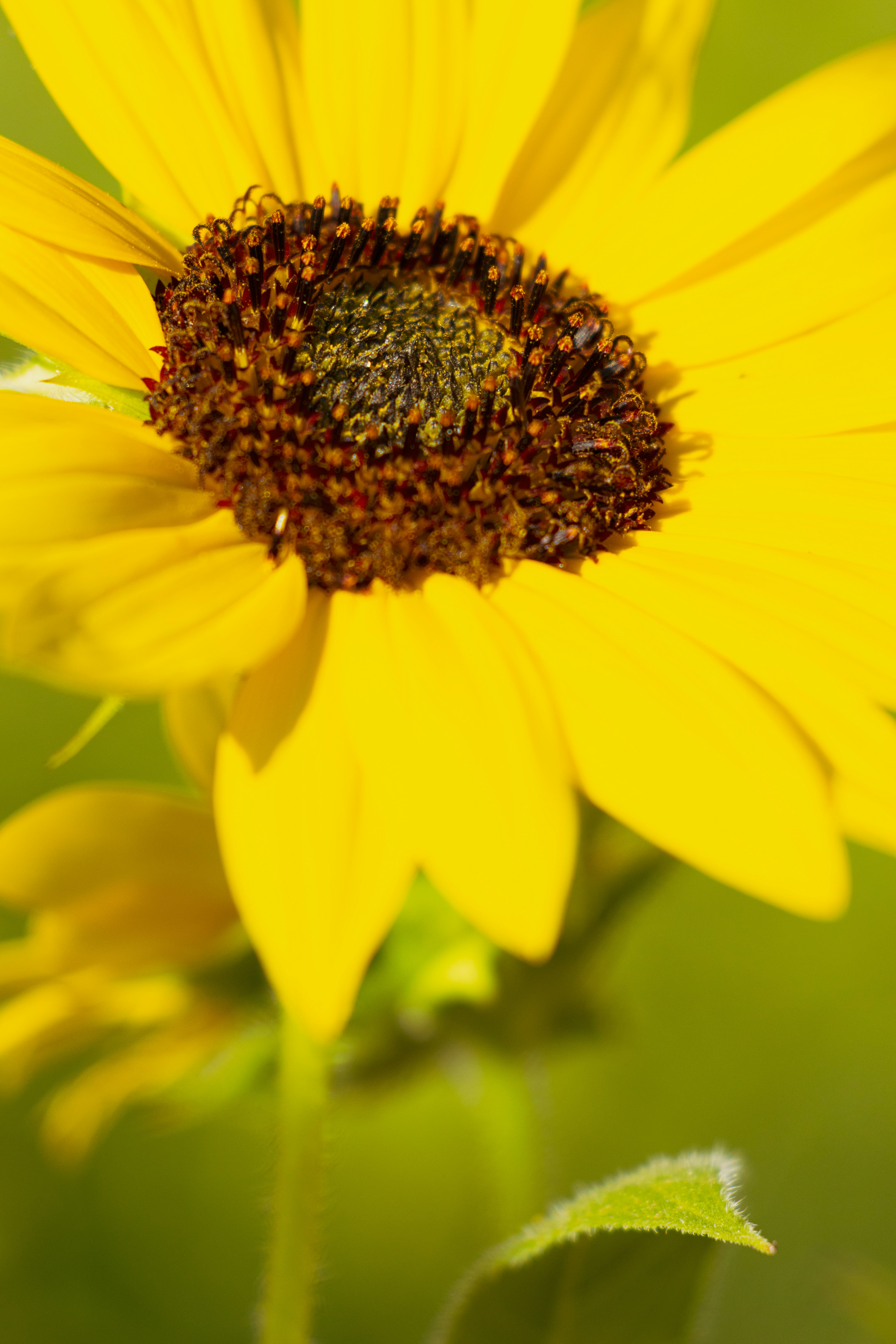 Photo by brandonstoll