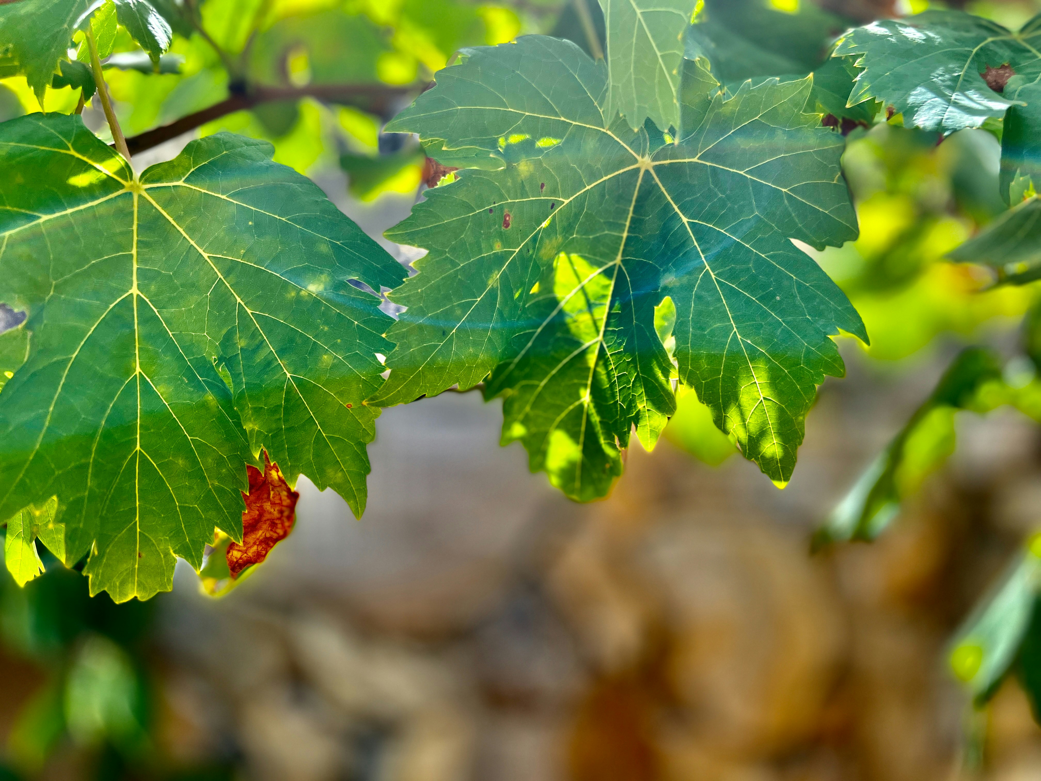 A close up of a leaf on a tree