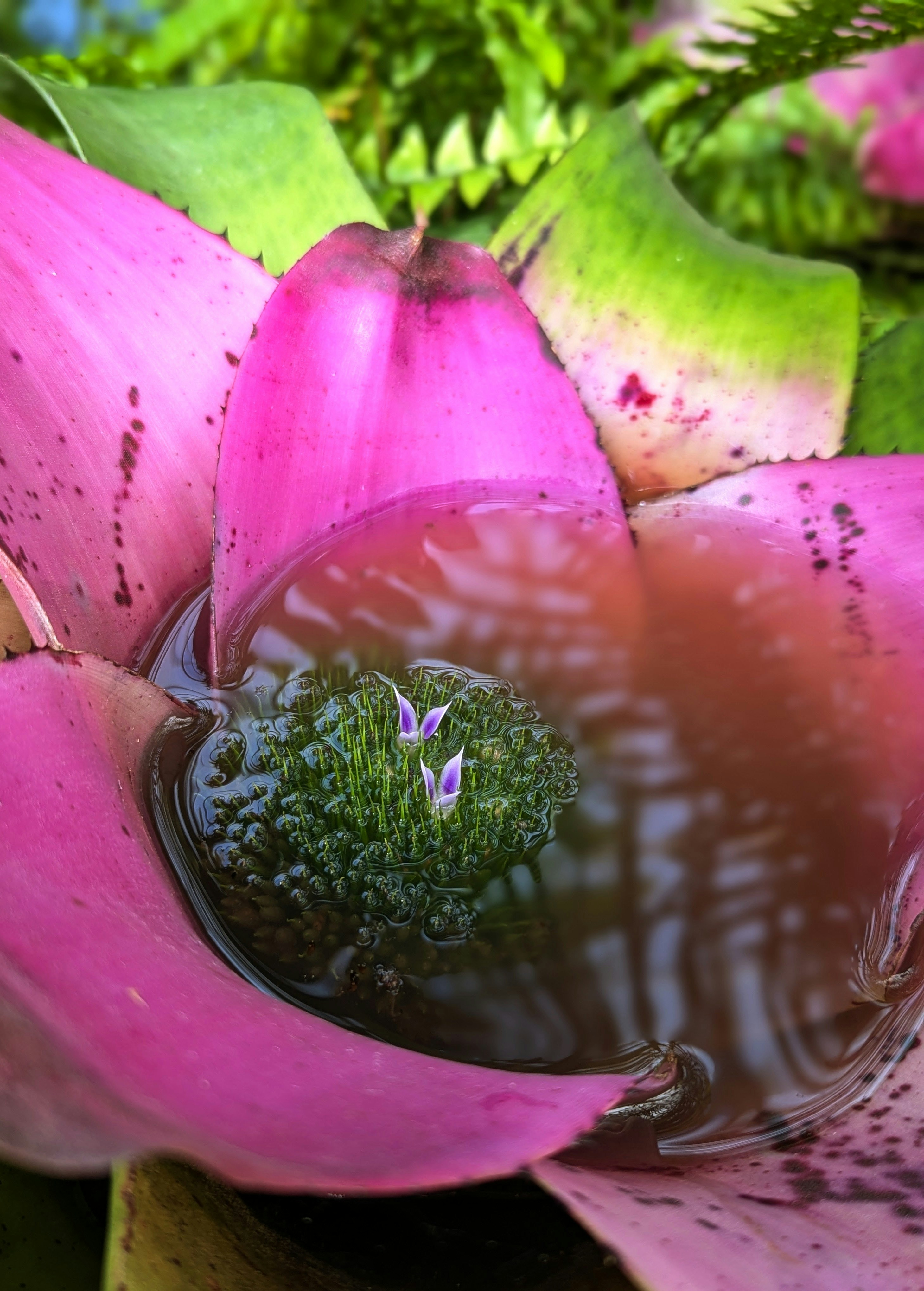 Un gros plan d’une fleur rose avec de l’eau dedans