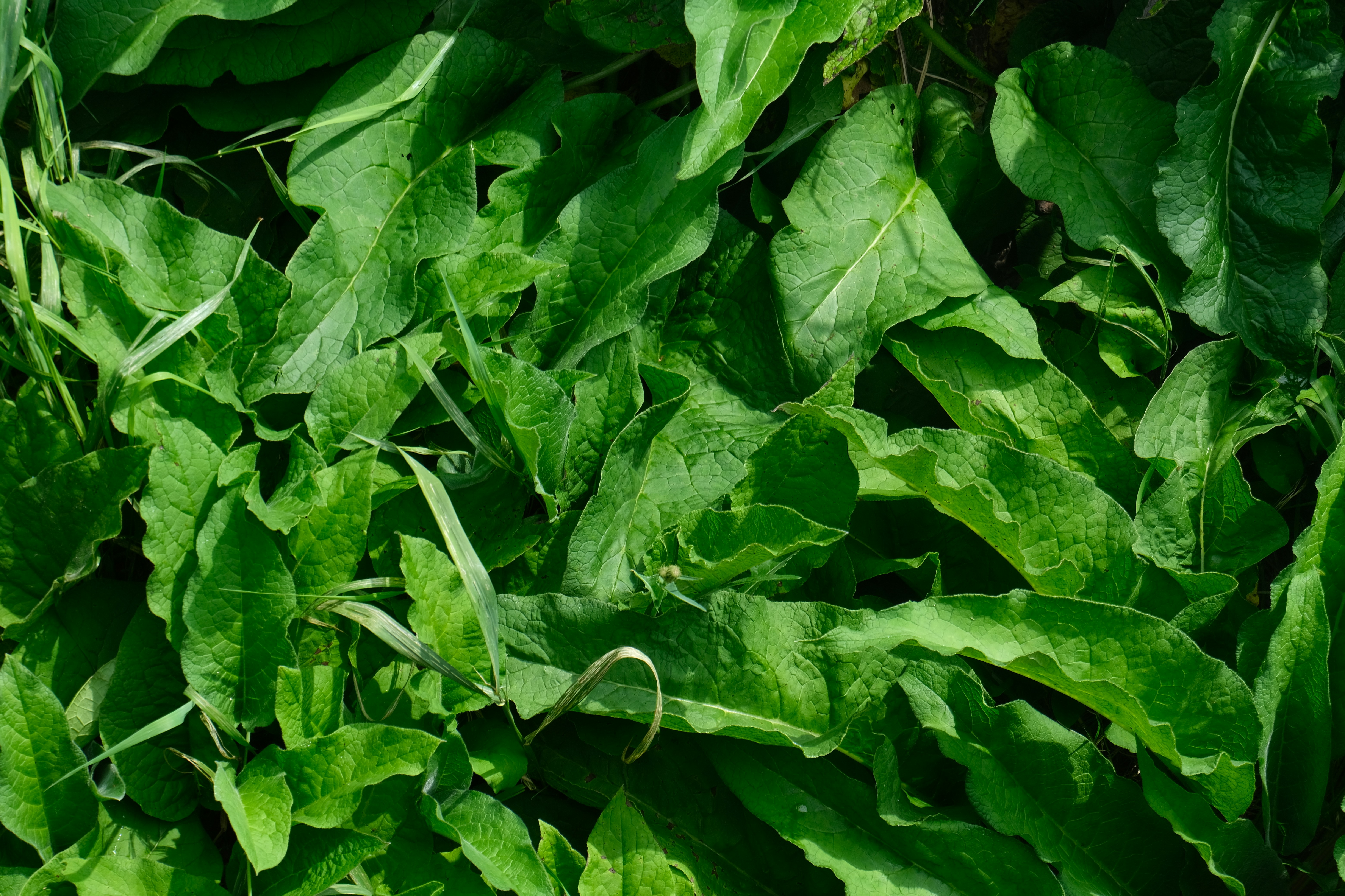 Moringa: The Superfood That Actually Lives Up to the Hype?