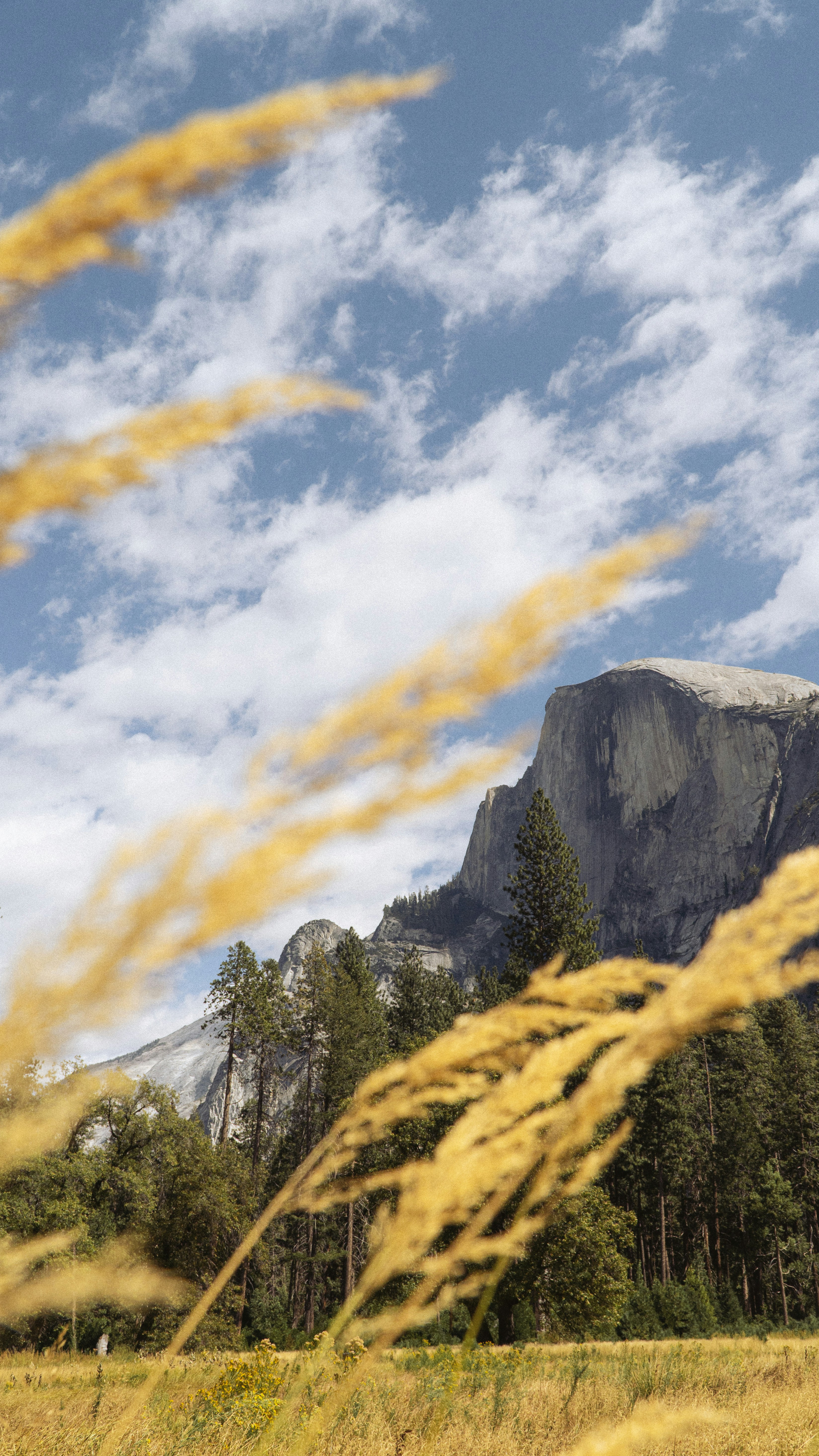 A field with tall grass and a mountain in the background