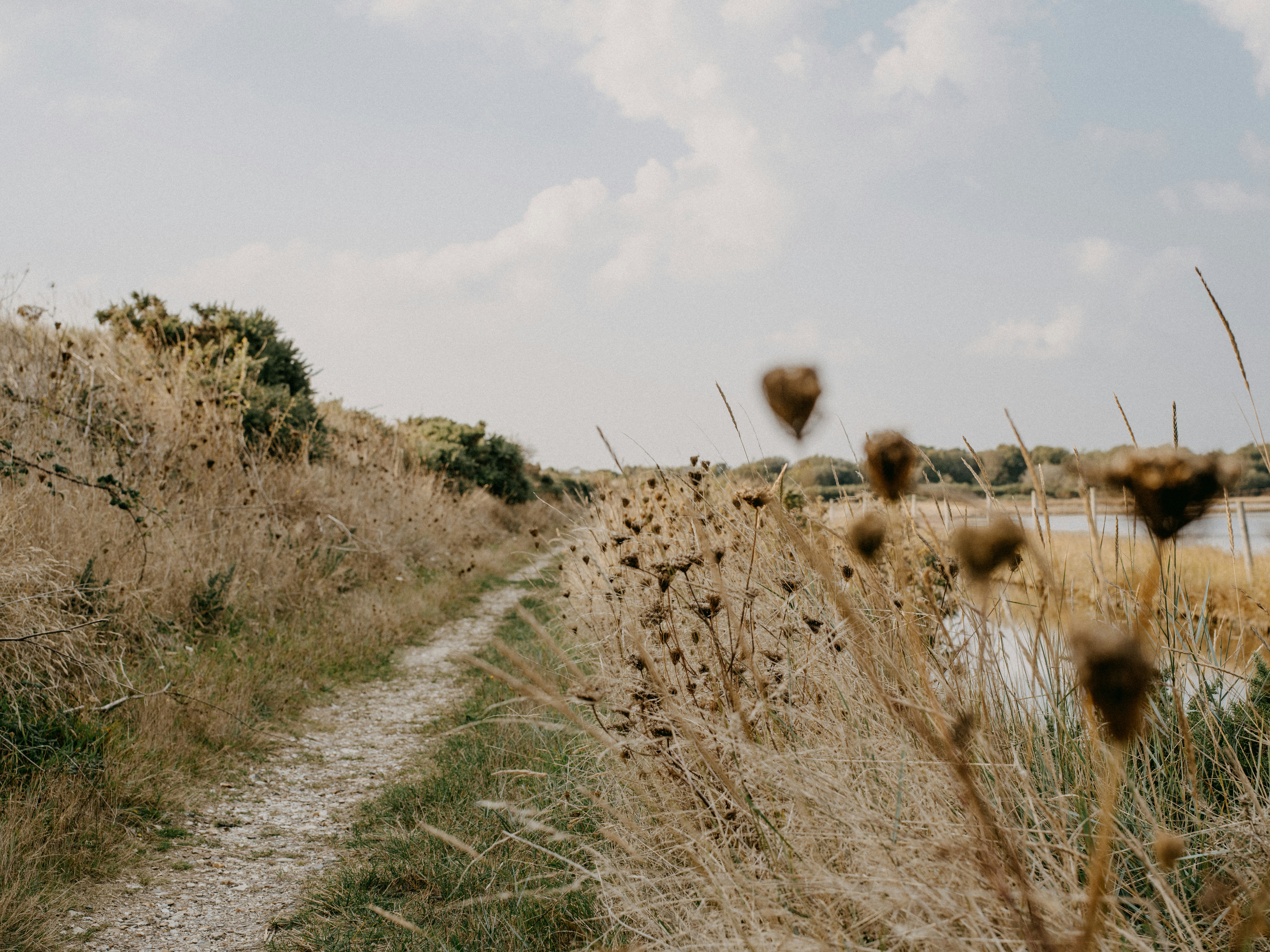 A dirt path in the middle of a field photo – Free Lymington Image on ...
