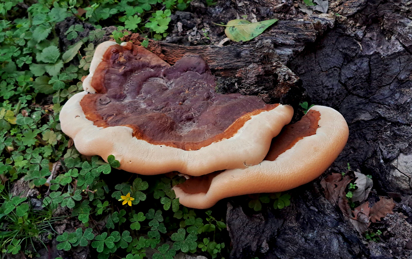 Hongos creciendo sobre un tronco en el bosque