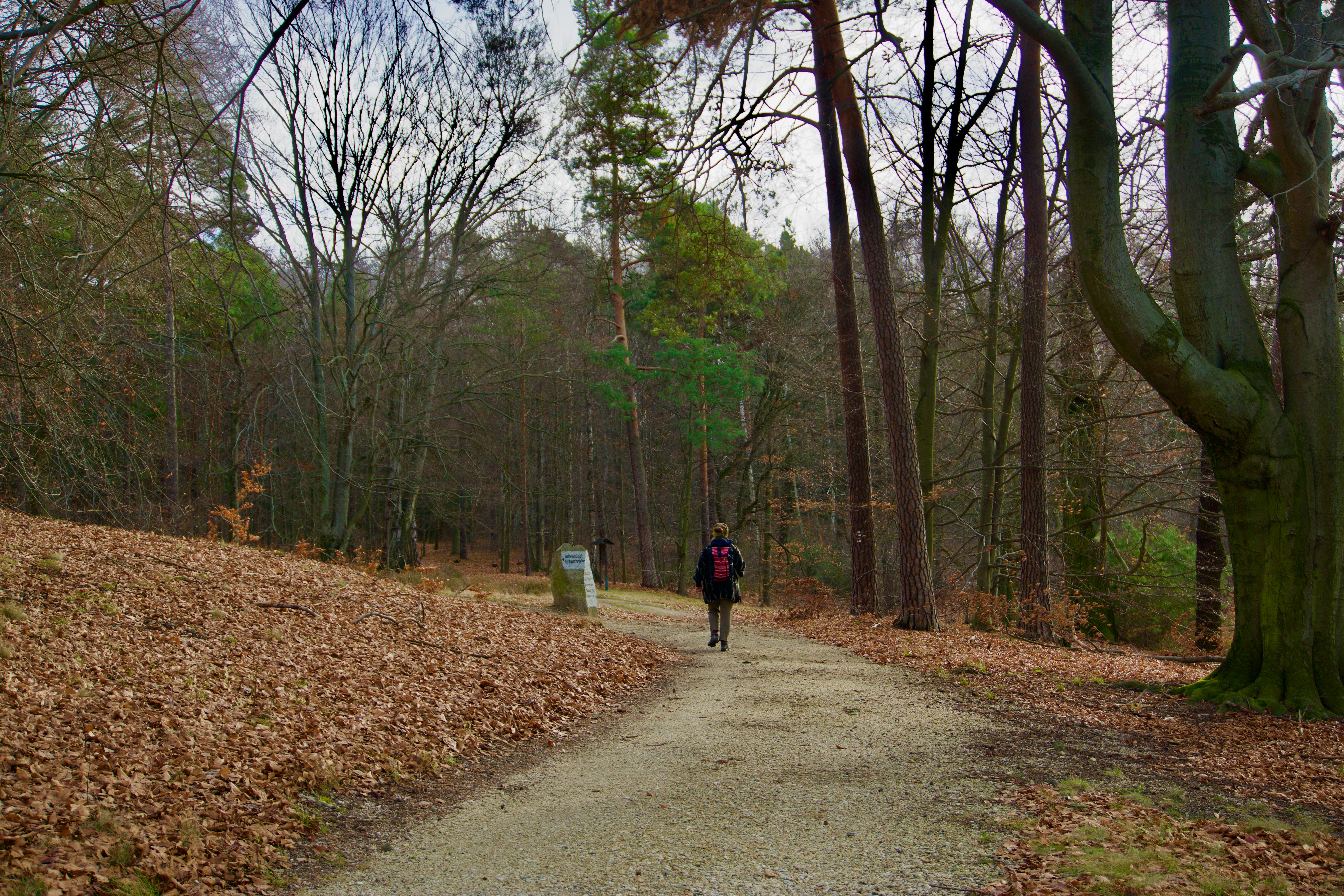 A person walking down a path in the woods