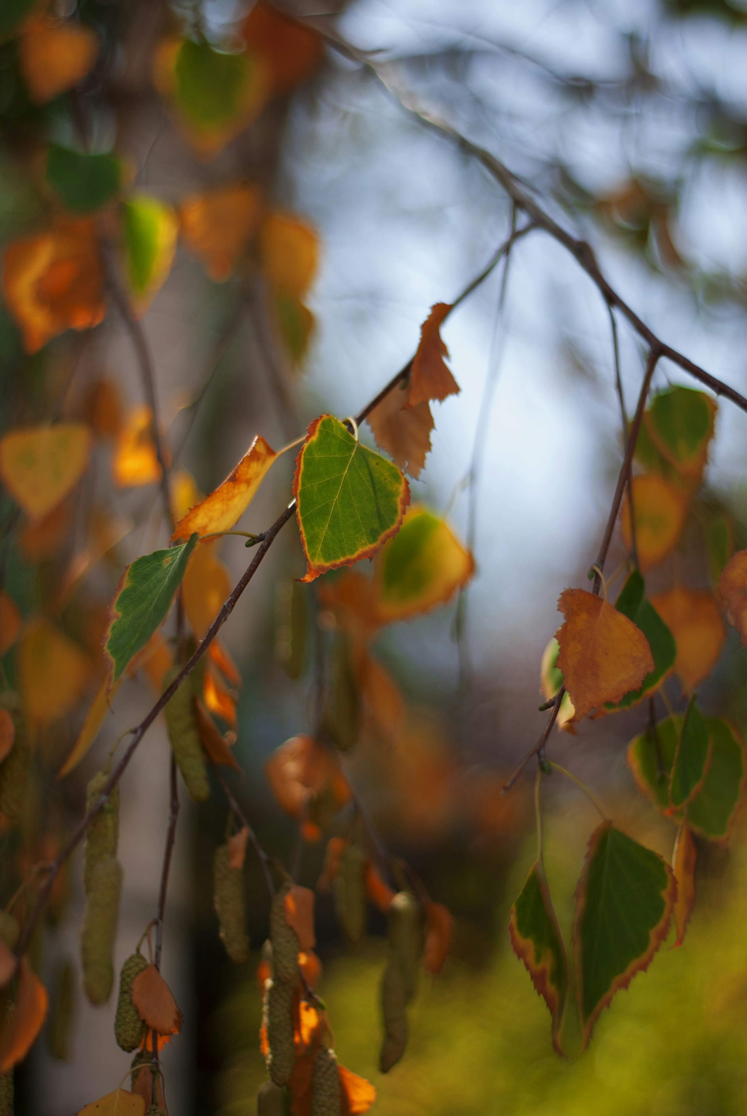 Photo by kovalskihelga