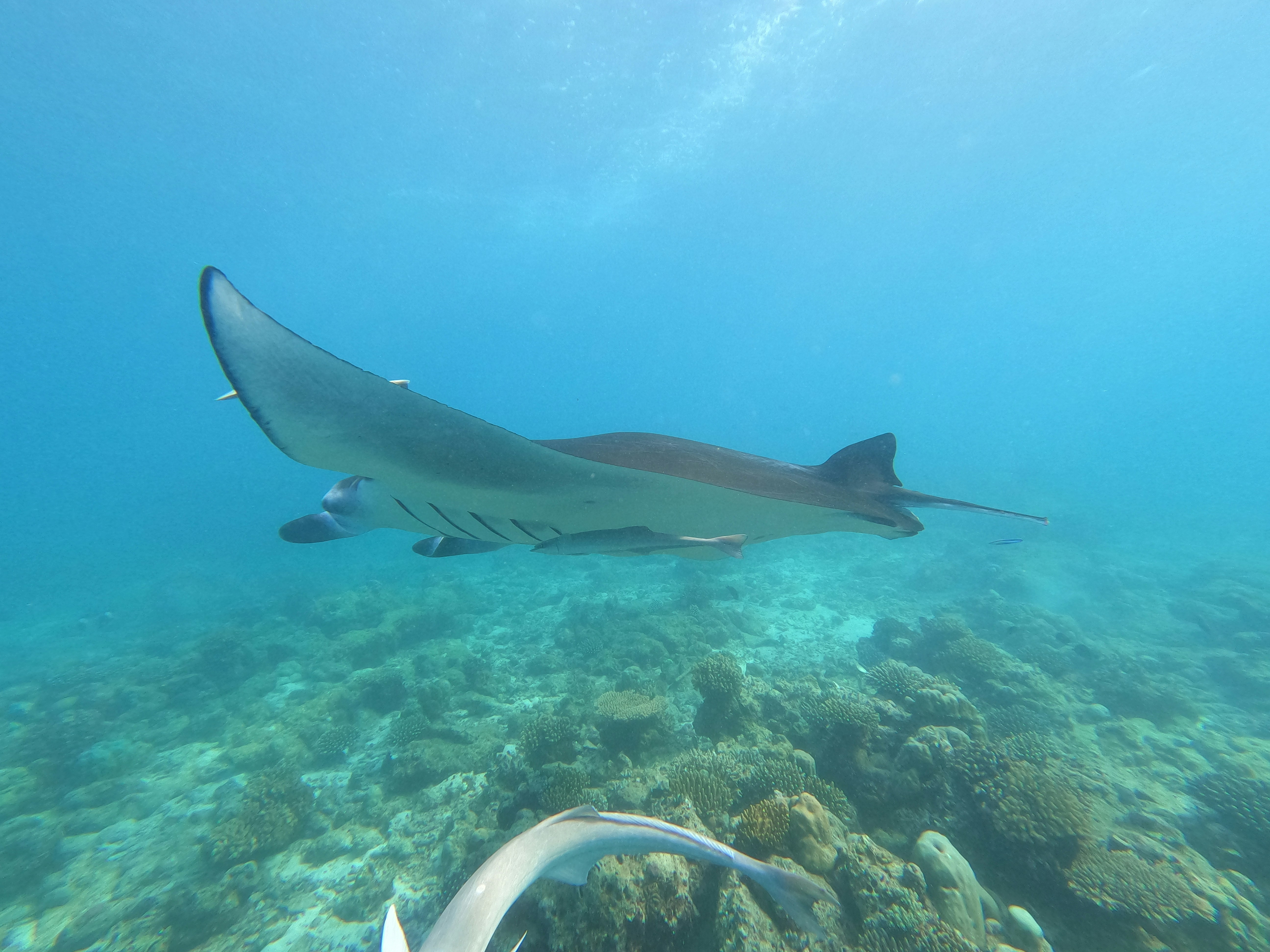 Oceanic manta ray gliding through clear Pacific waters Costa Rica