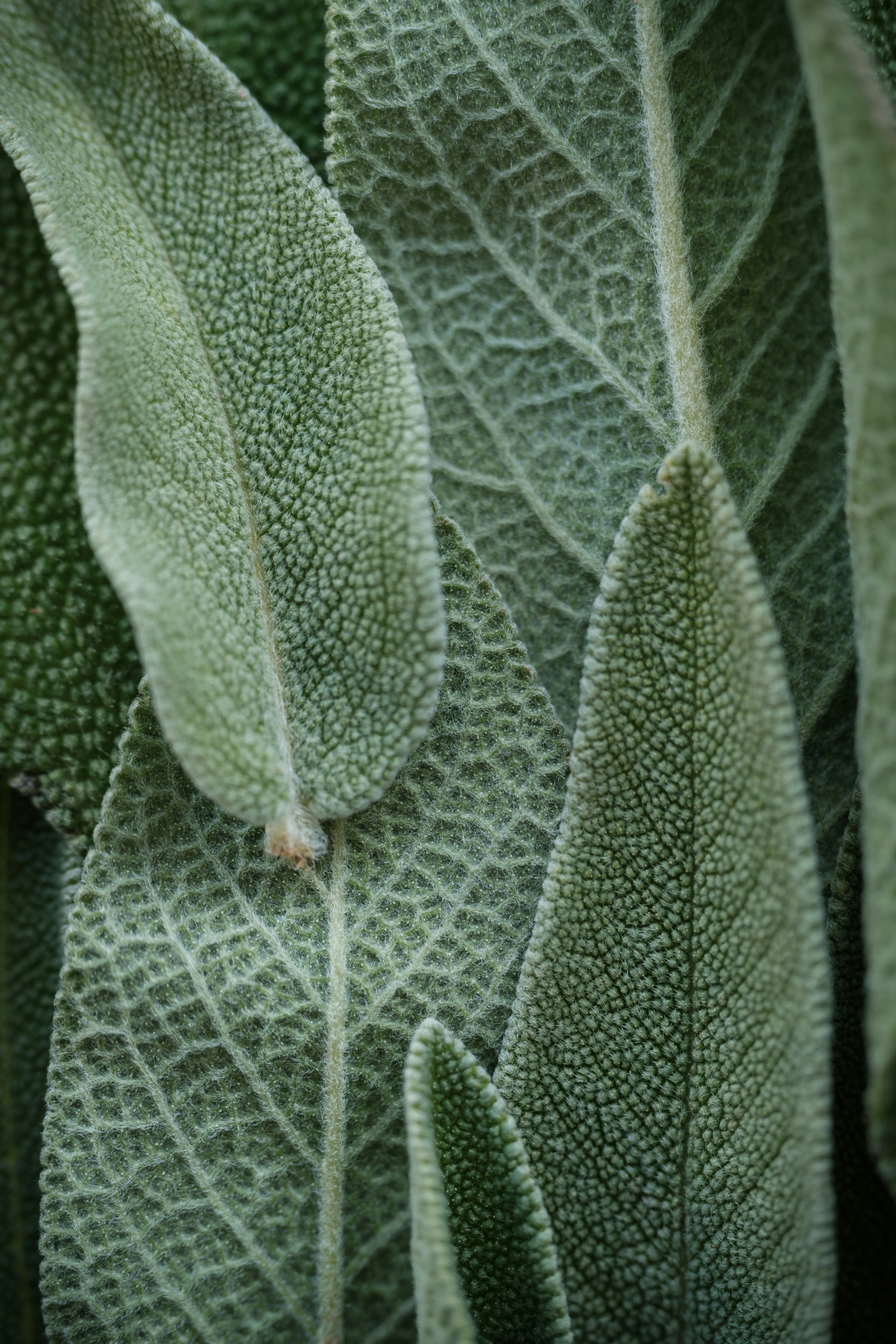 Un gros plan d’une plante verte avec des feuilles
