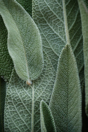 A close up of a green plant with leaves
