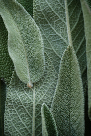 A close up of a green plant with leaves