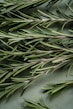 A close up of a bunch of pine needles
