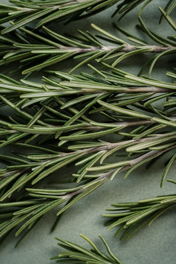A close up of a bunch of pine needles
