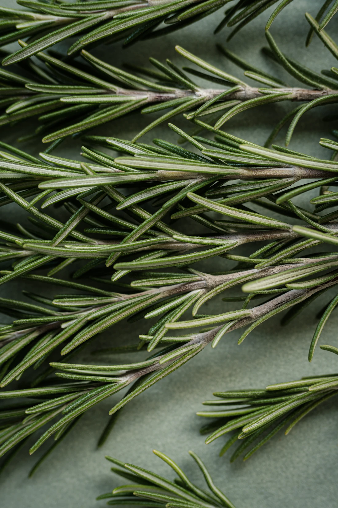 Close view of rosemary needle-like leaves