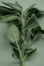 Foglie di salvia appoggiate su un tavolo verde
