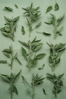 Natural Botanicals