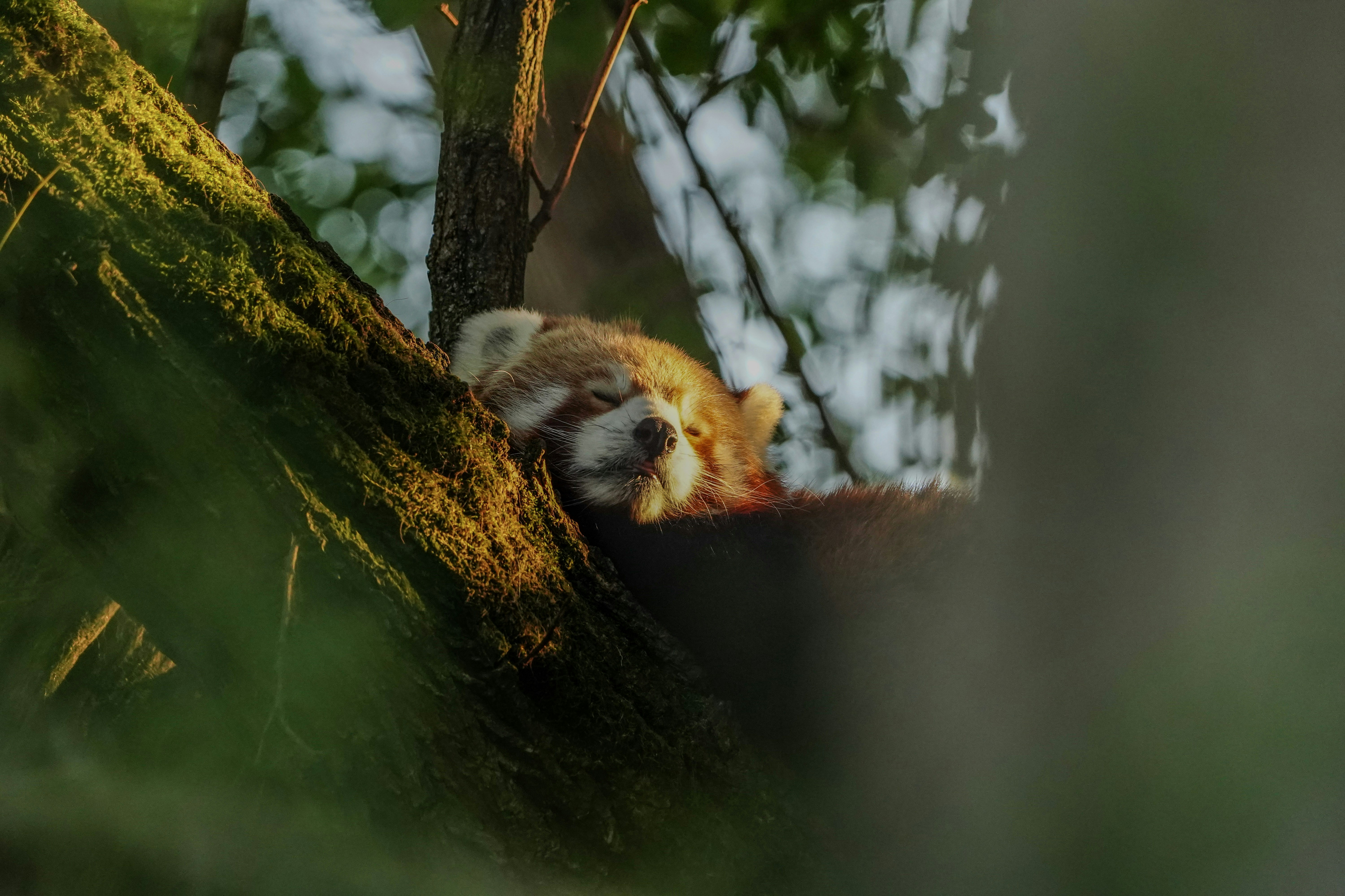 Afbeelding van Halle