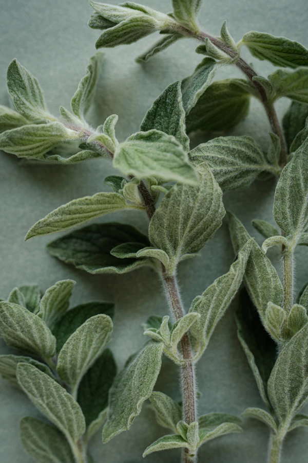 Oregano
