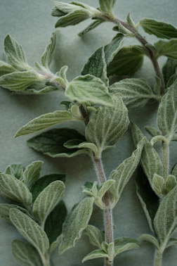 A close up of a bunch of leaves on a table
