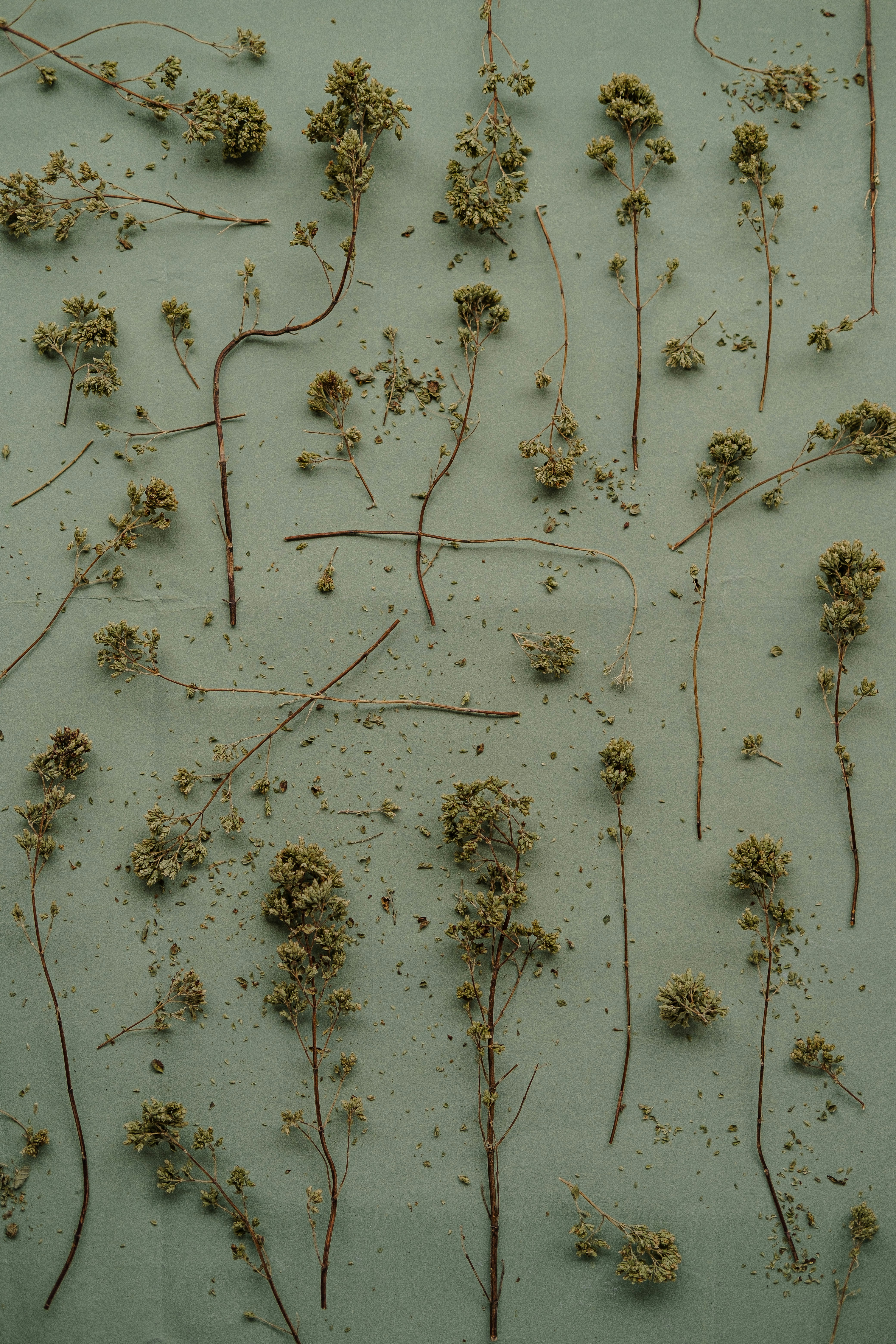 A bunch of plants that are on a table