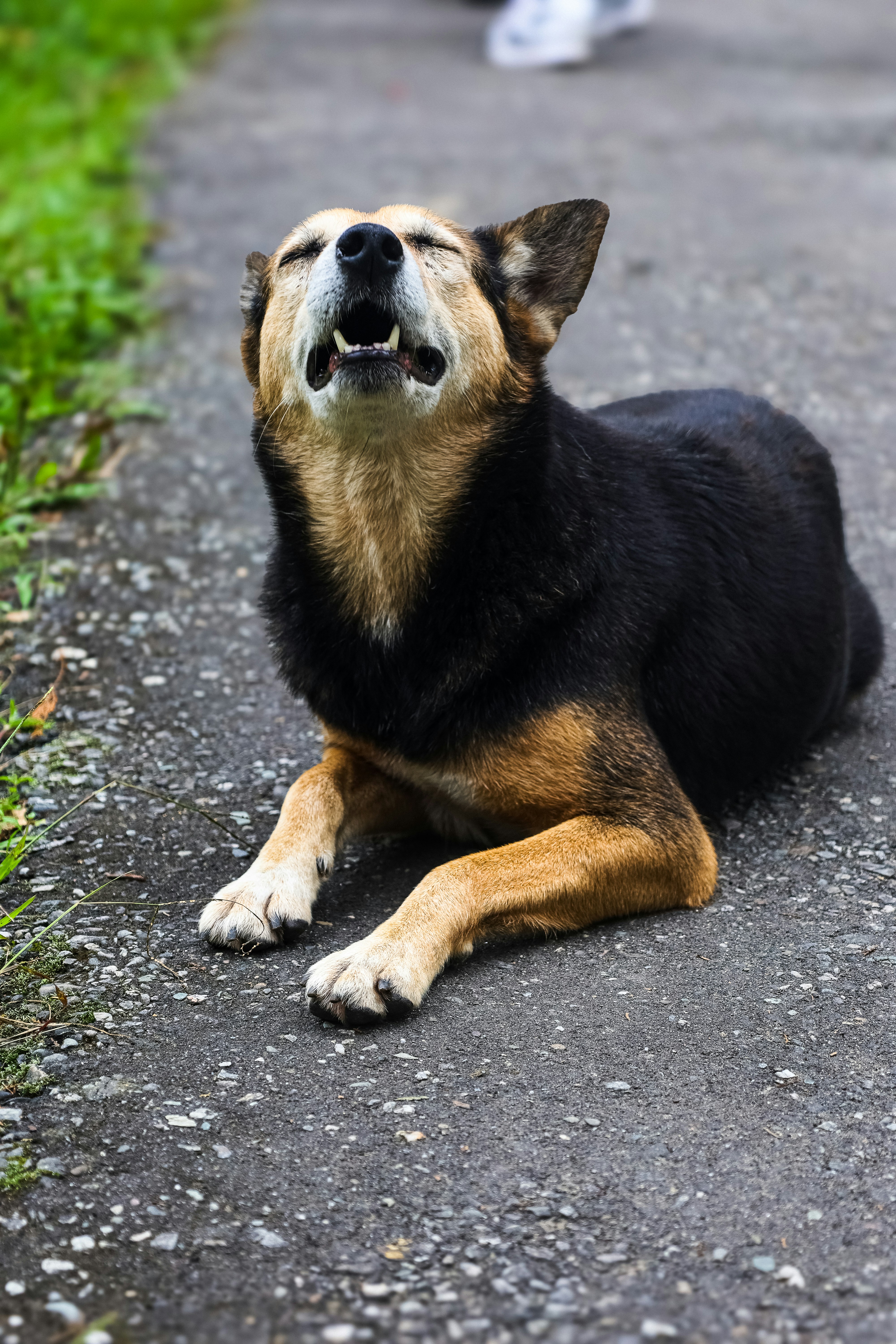 Image showing a person calmly observing a dog with raised hackles